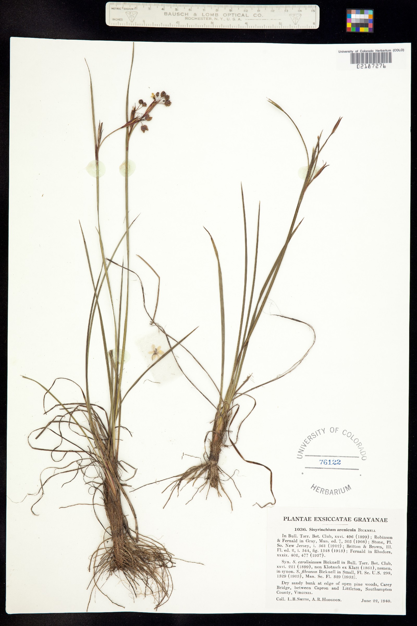 Sisyrinchium fuscatum image