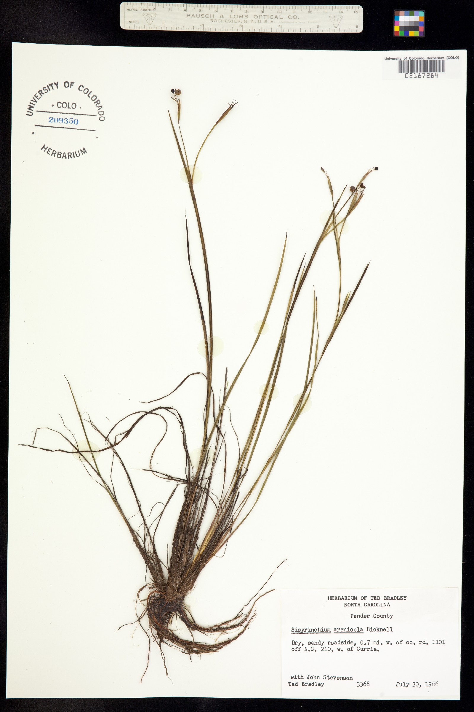 Sisyrinchium fuscatum image