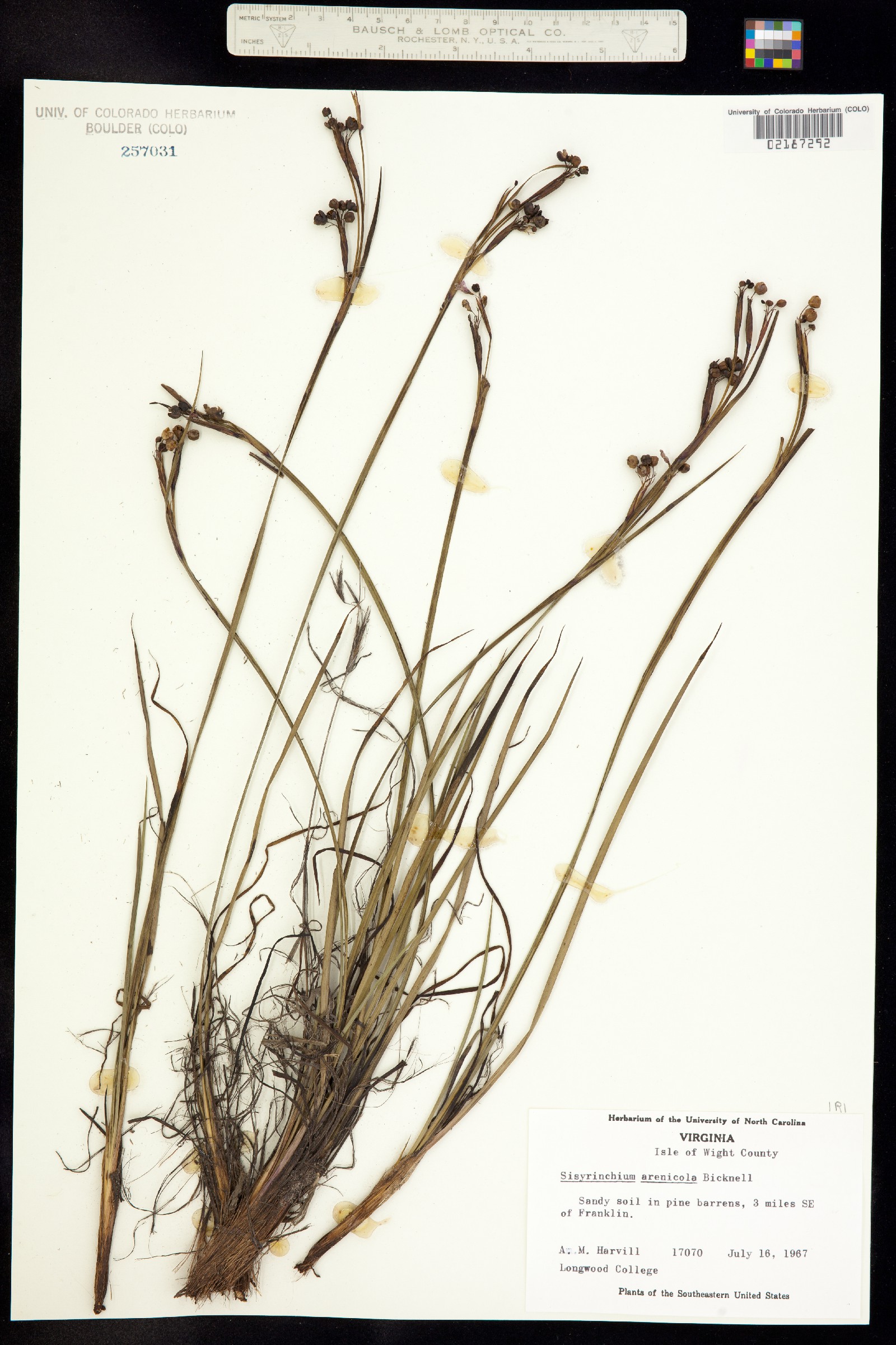 Sisyrinchium fuscatum image