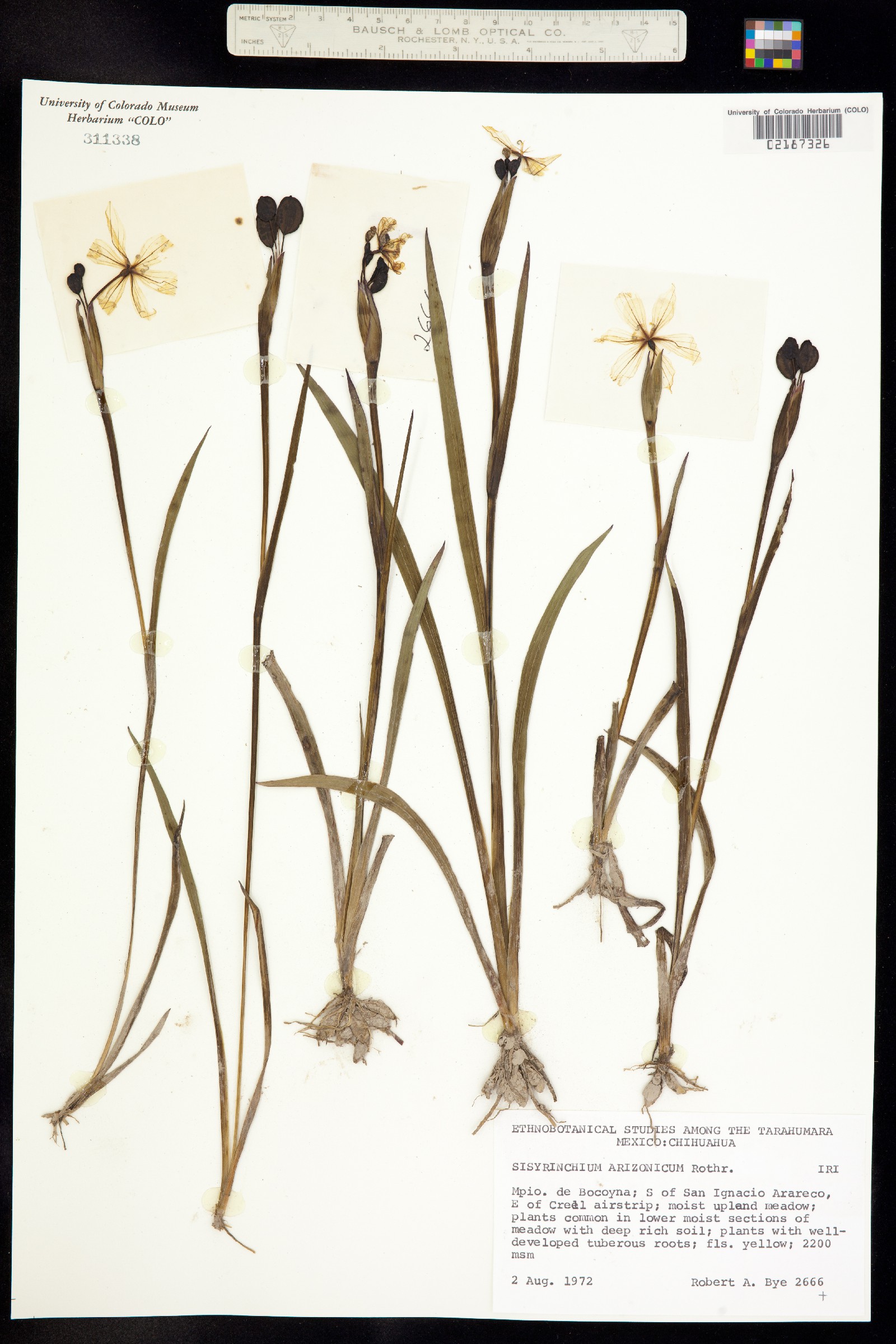 Sisyrinchium arizonicum image