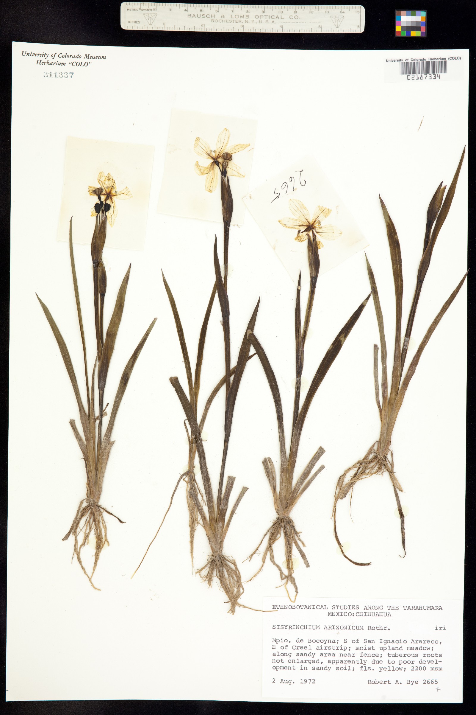 Sisyrinchium arizonicum image