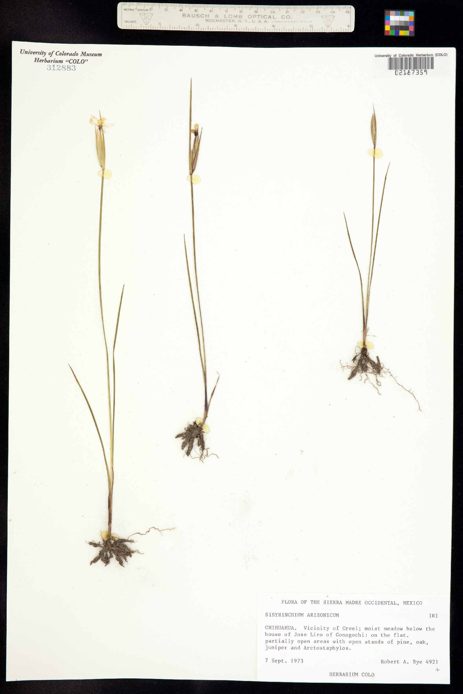 Sisyrinchium arizonicum image