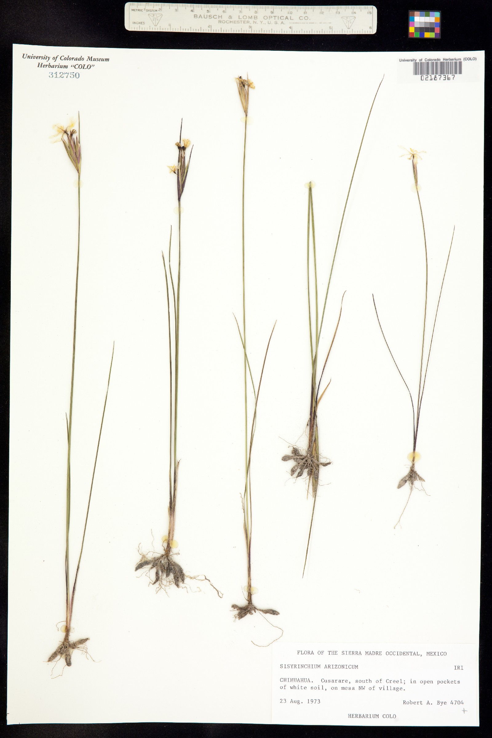 Sisyrinchium arizonicum image