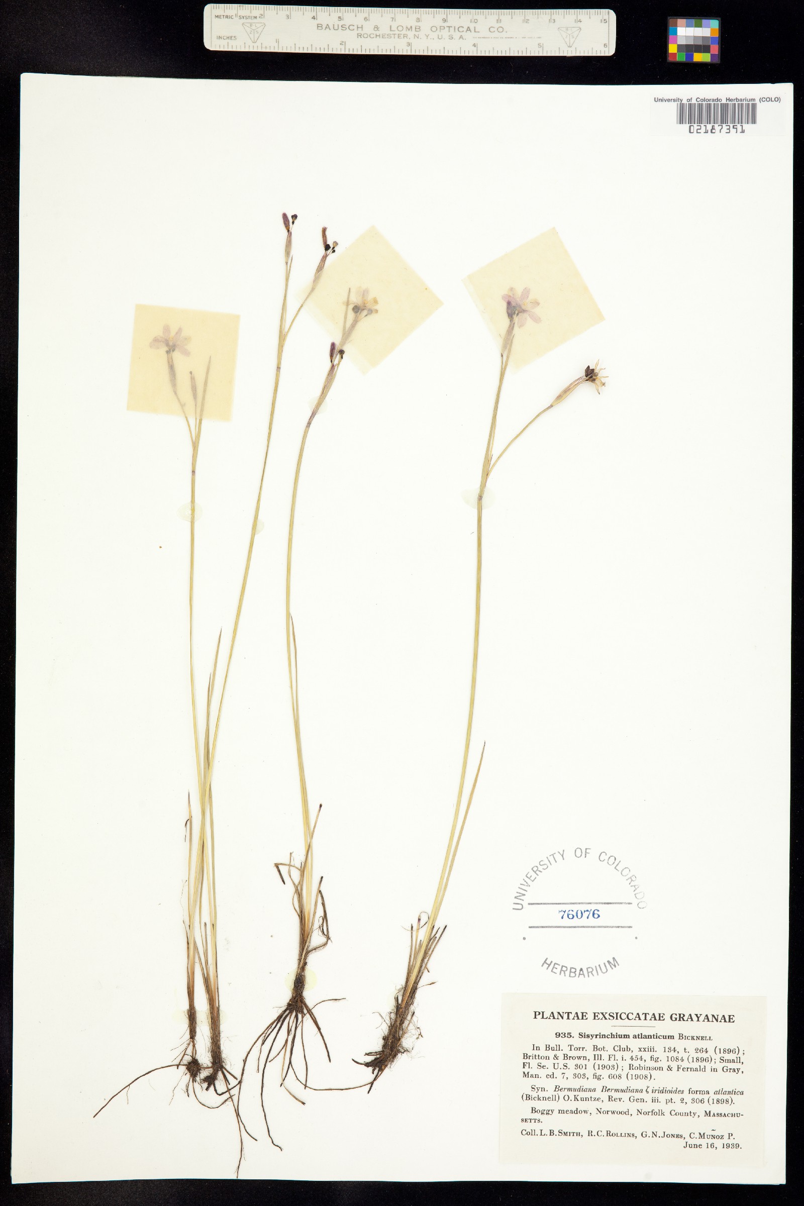 Sisyrinchium atlanticum image