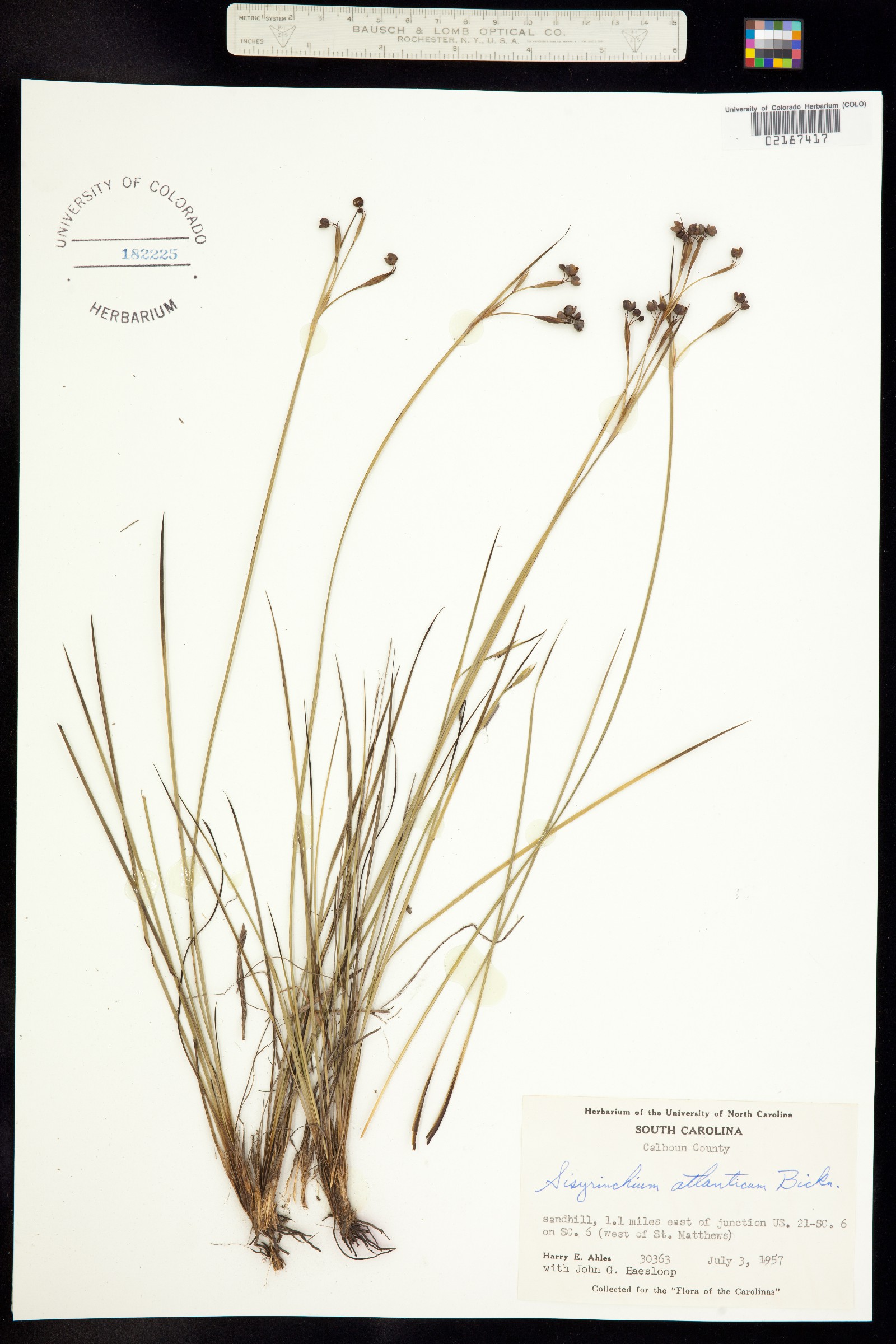 Sisyrinchium atlanticum image