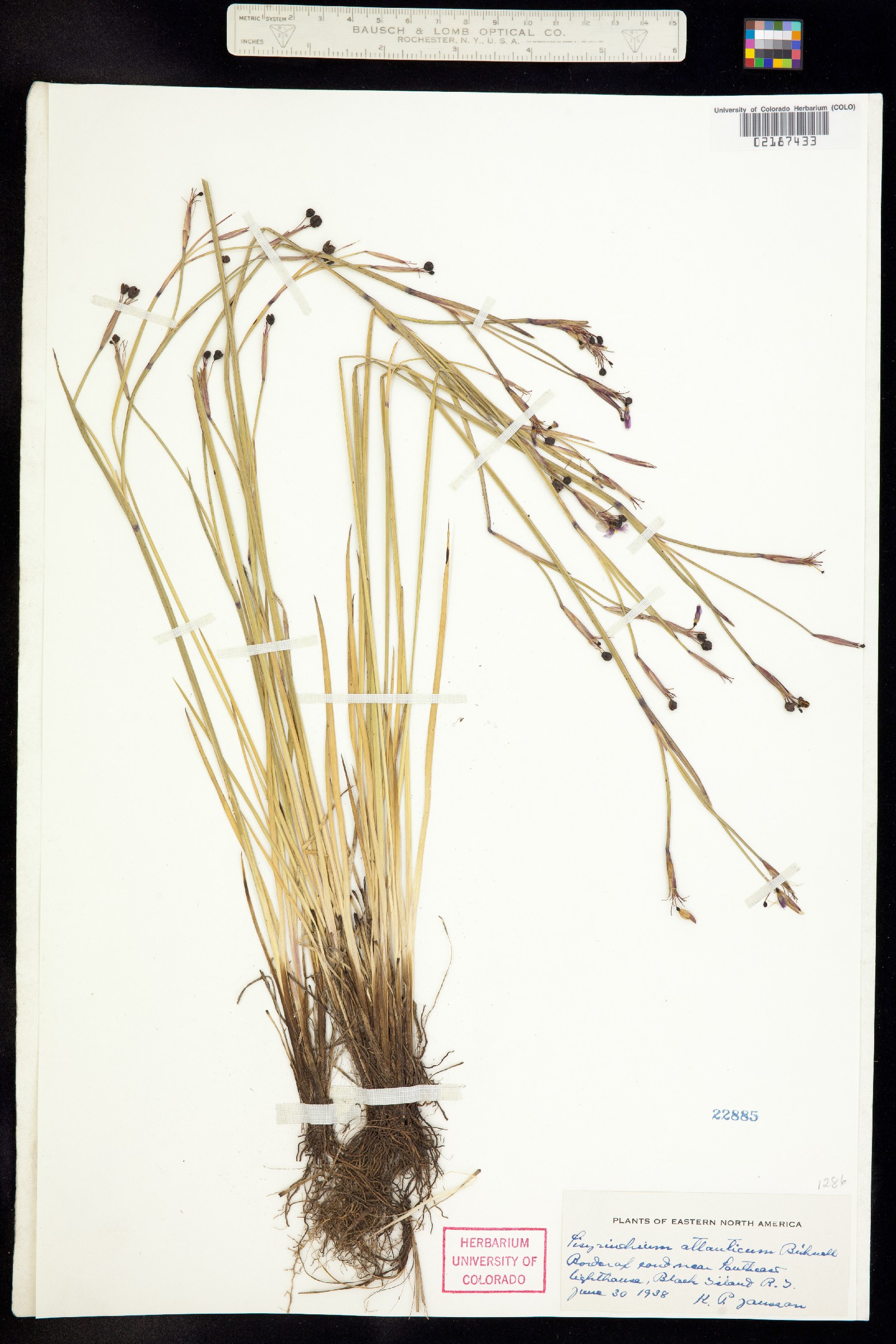 Sisyrinchium atlanticum image