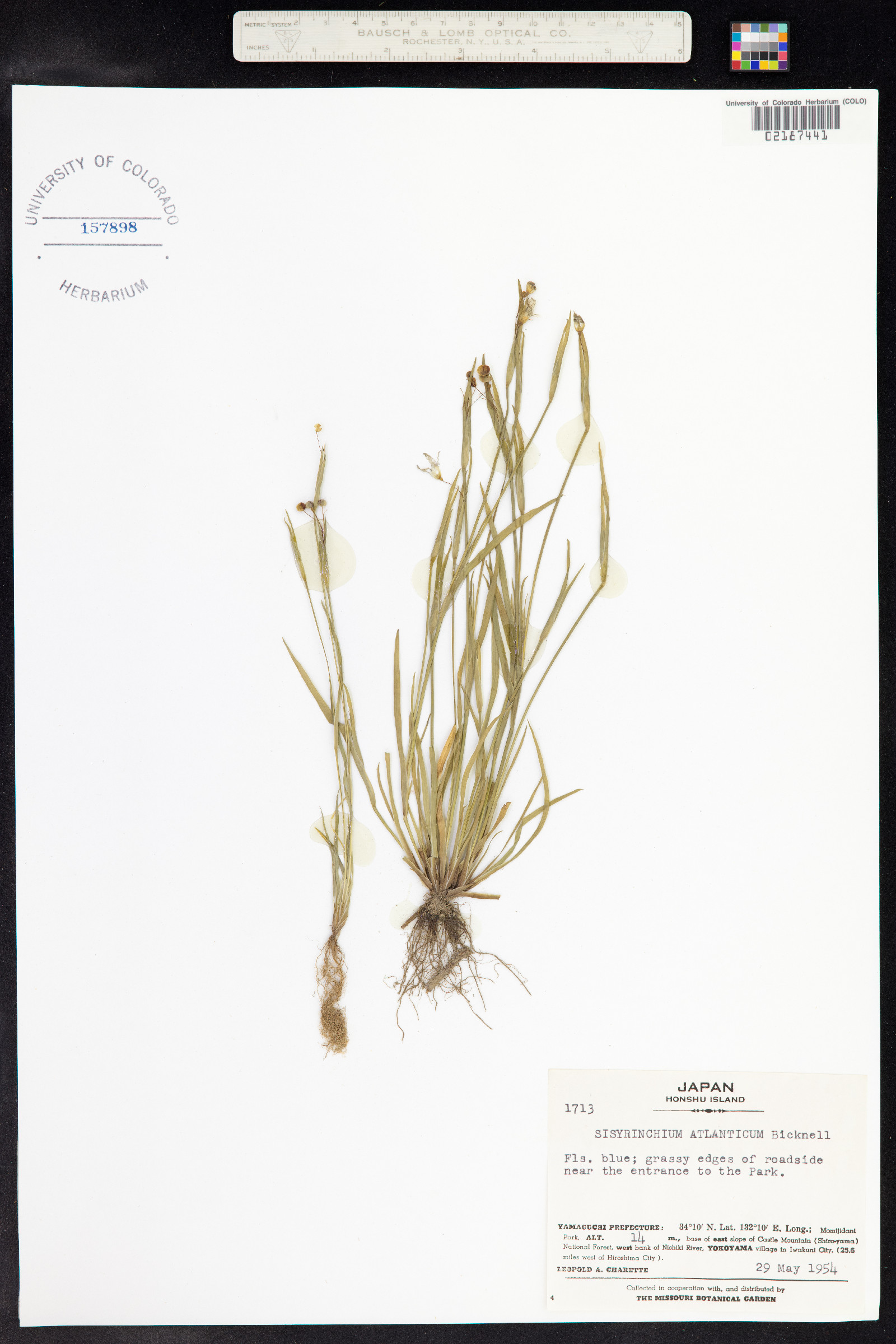 Sisyrinchium atlanticum image