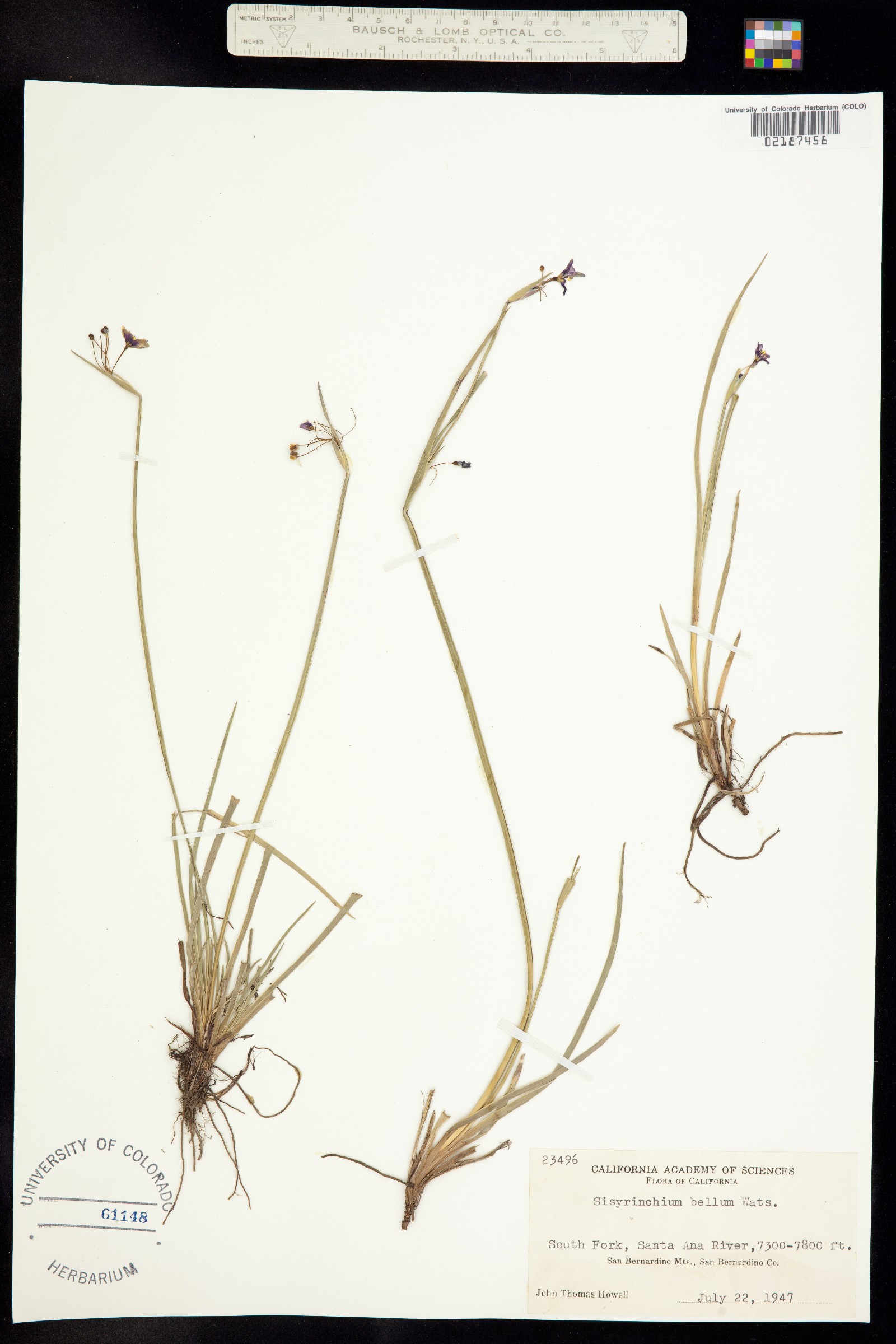 Sisyrinchium image