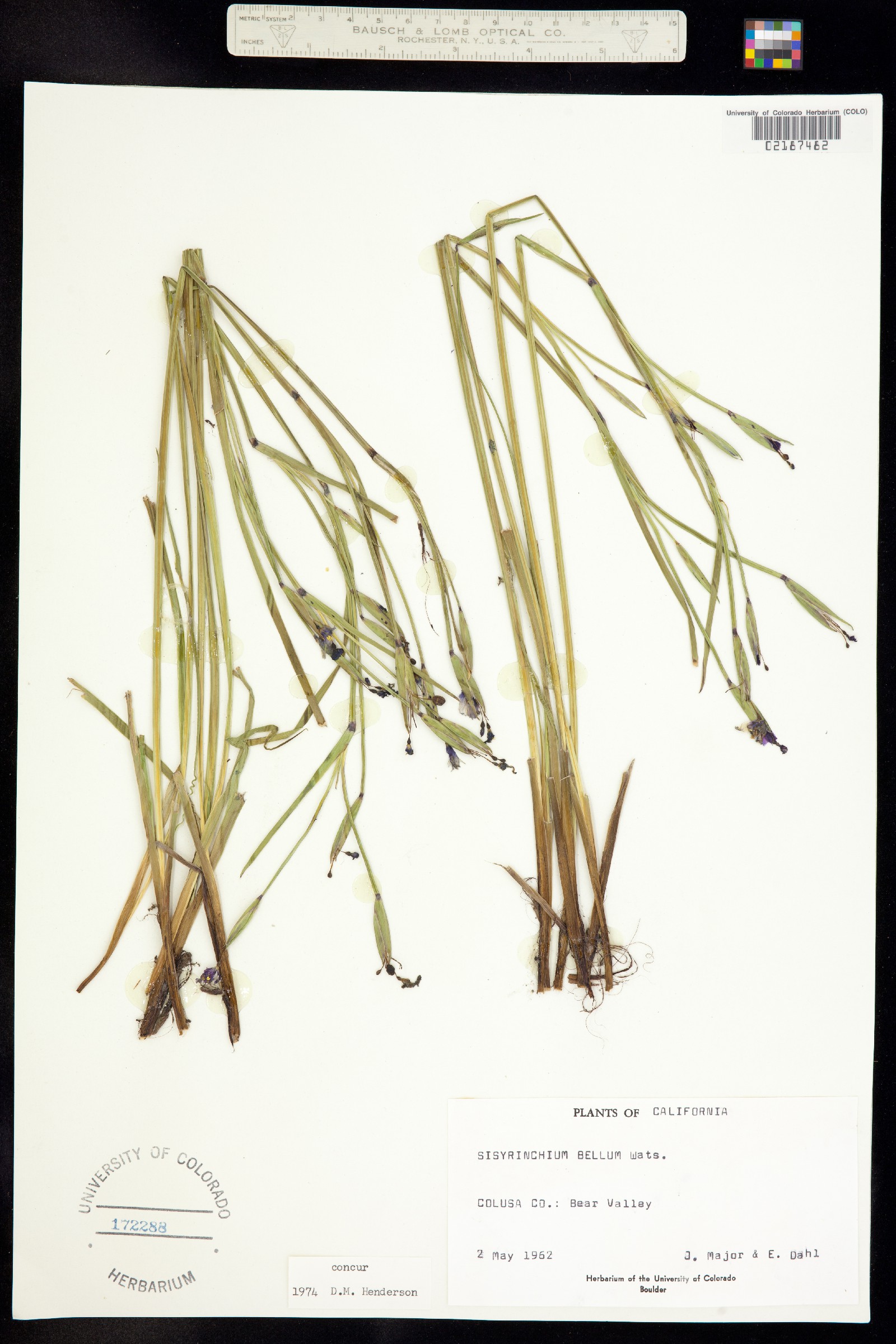 Sisyrinchium image