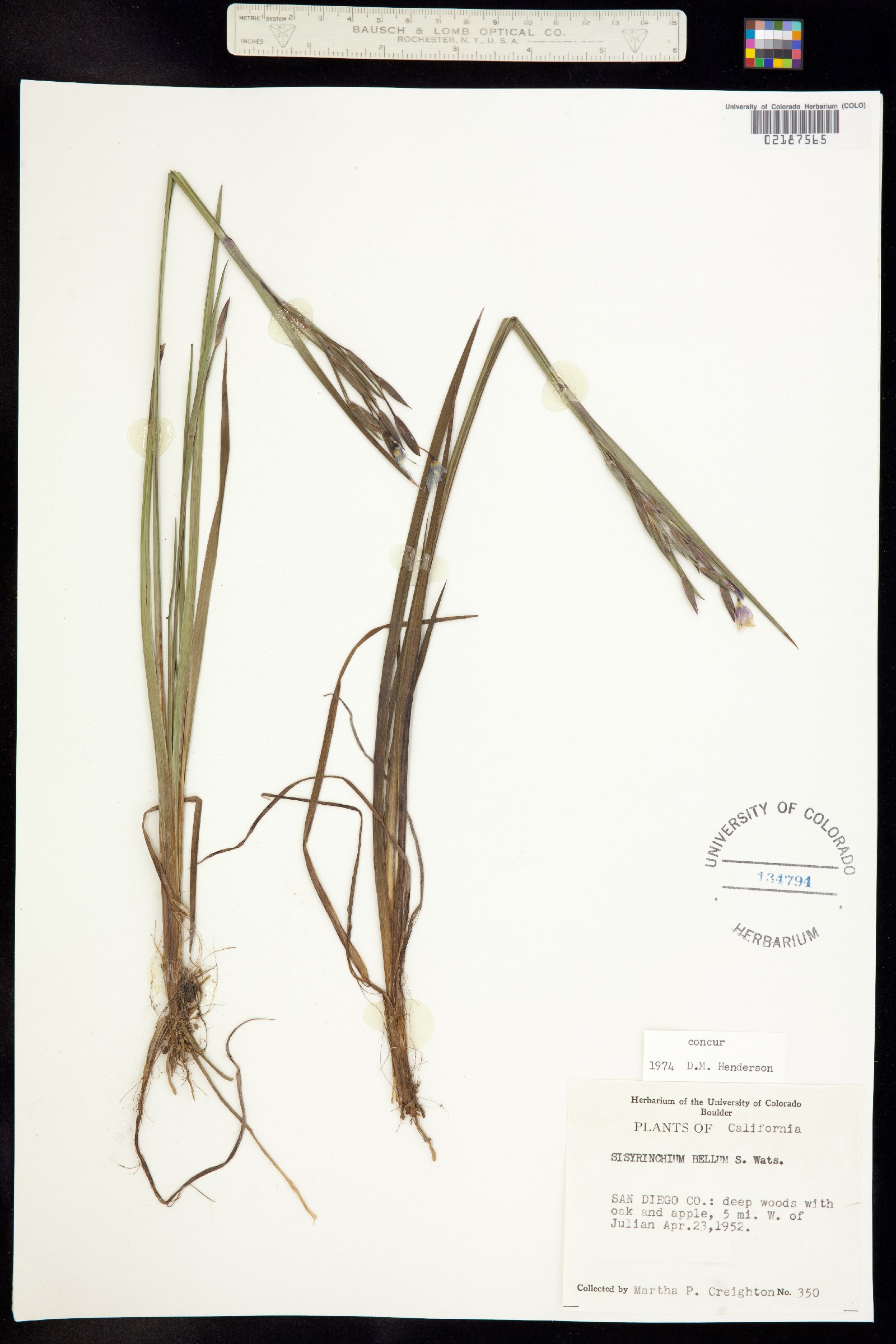 Sisyrinchium bellum image