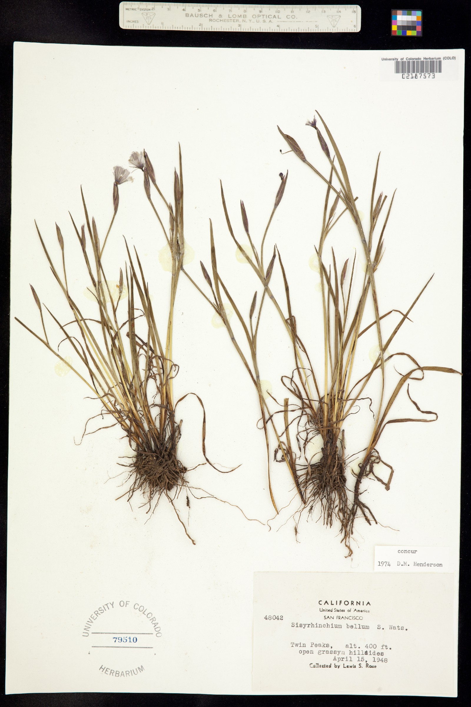 Sisyrinchium bellum image