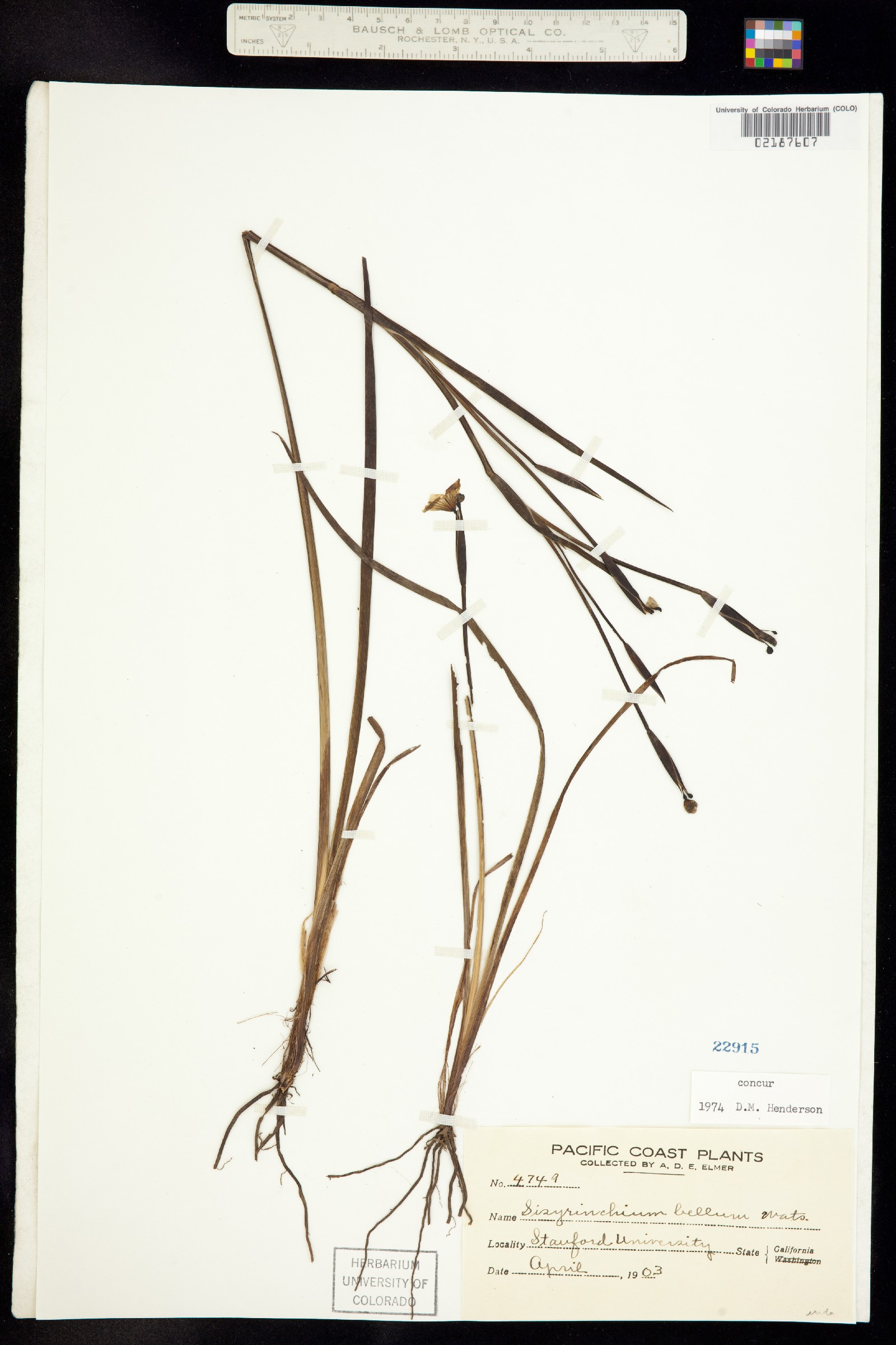 Sisyrinchium bellum image