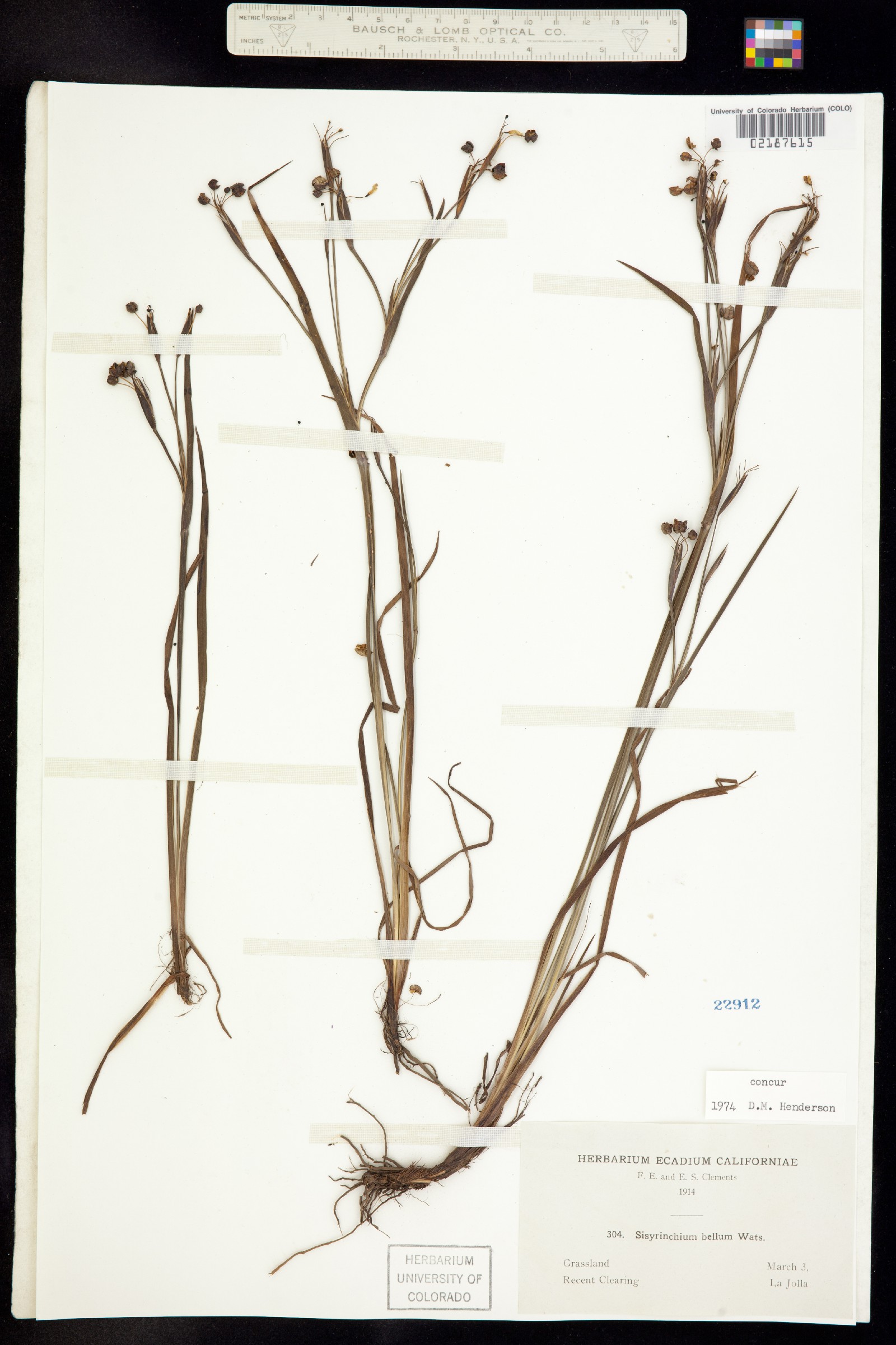 Sisyrinchium bellum image