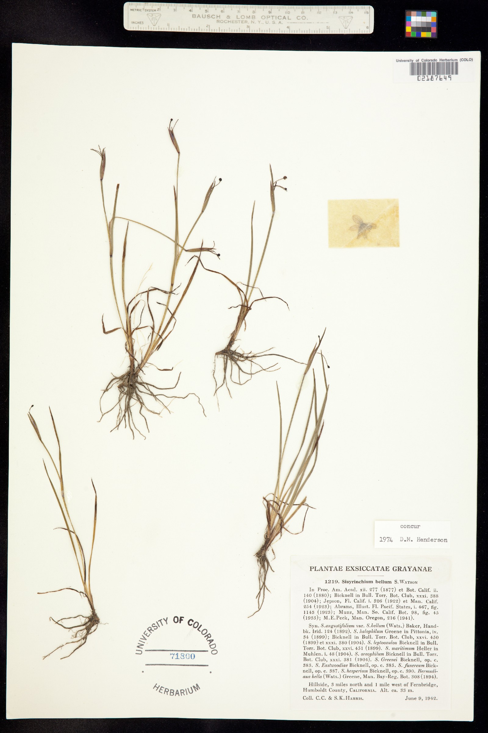 Sisyrinchium bellum image