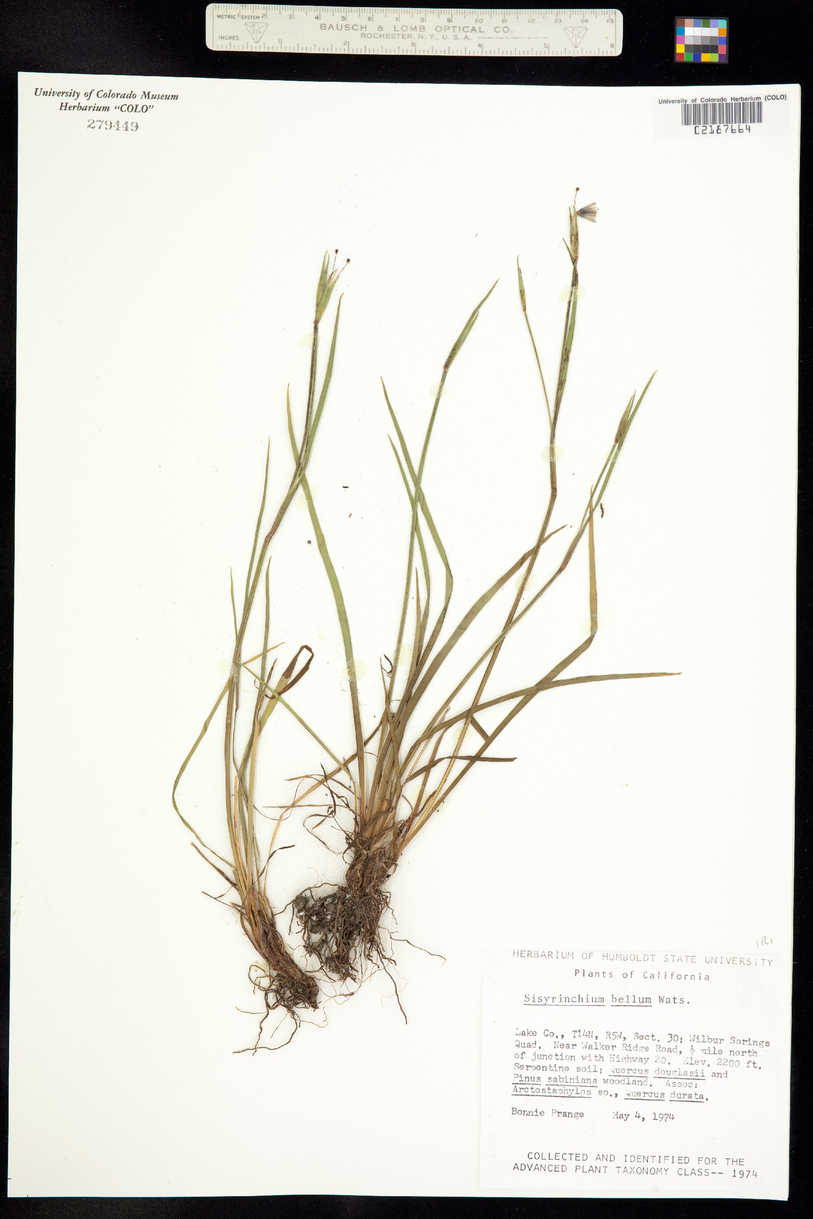 Sisyrinchium bellum image