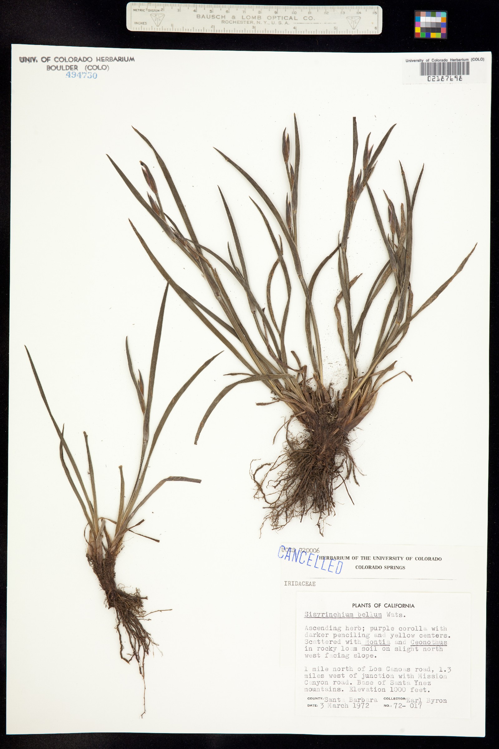 Sisyrinchium bellum image