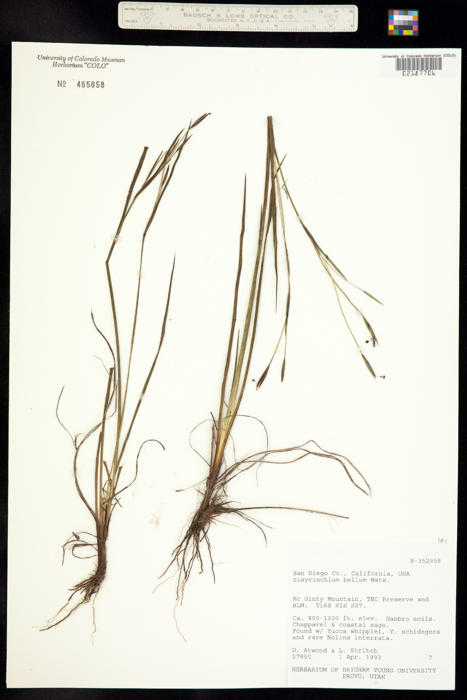 Sisyrinchium bellum image