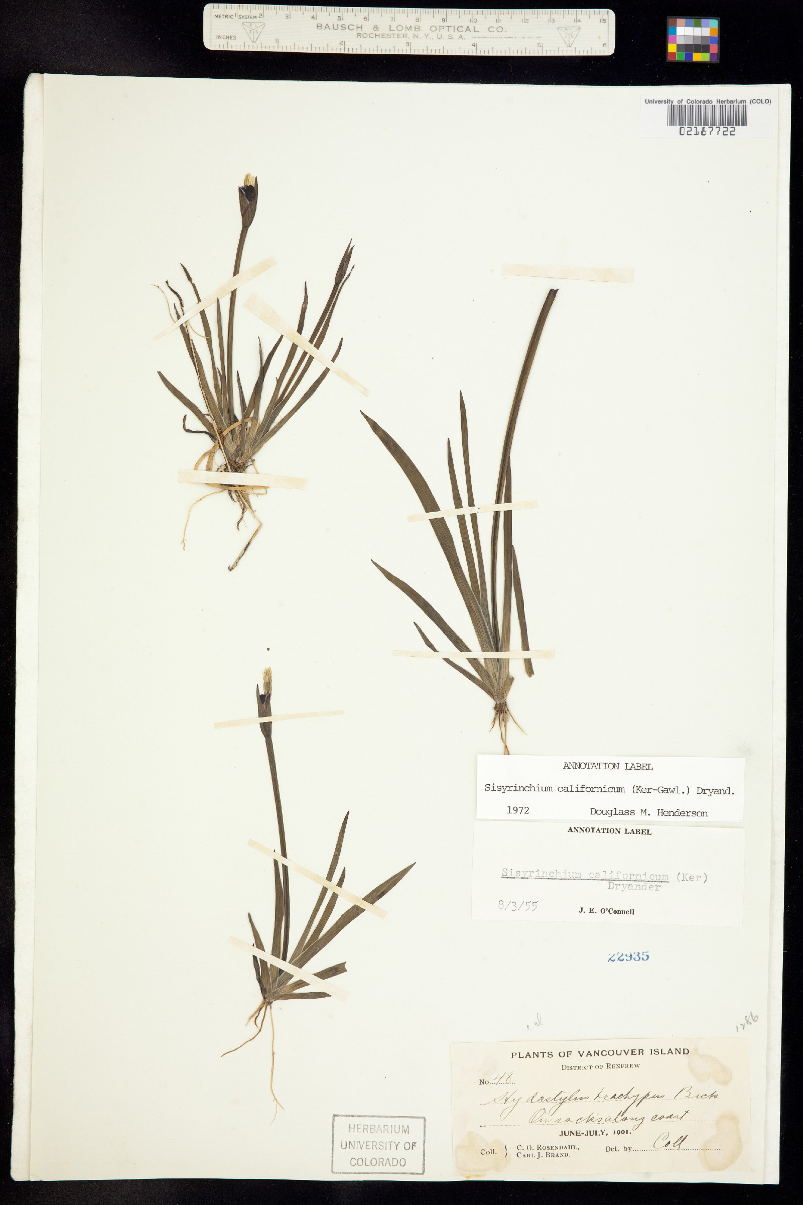 Sisyrinchium californicum image