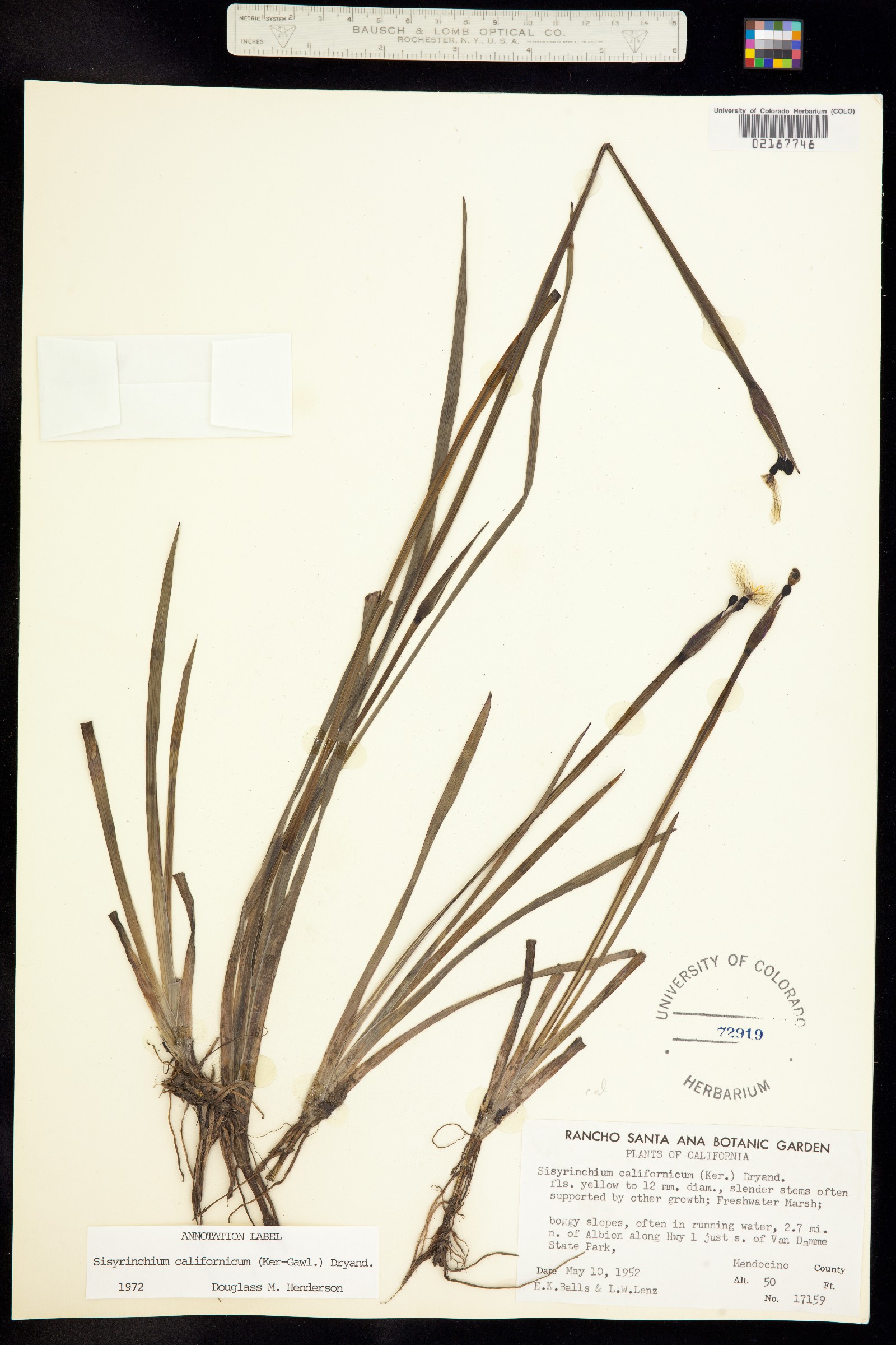 Sisyrinchium californicum image