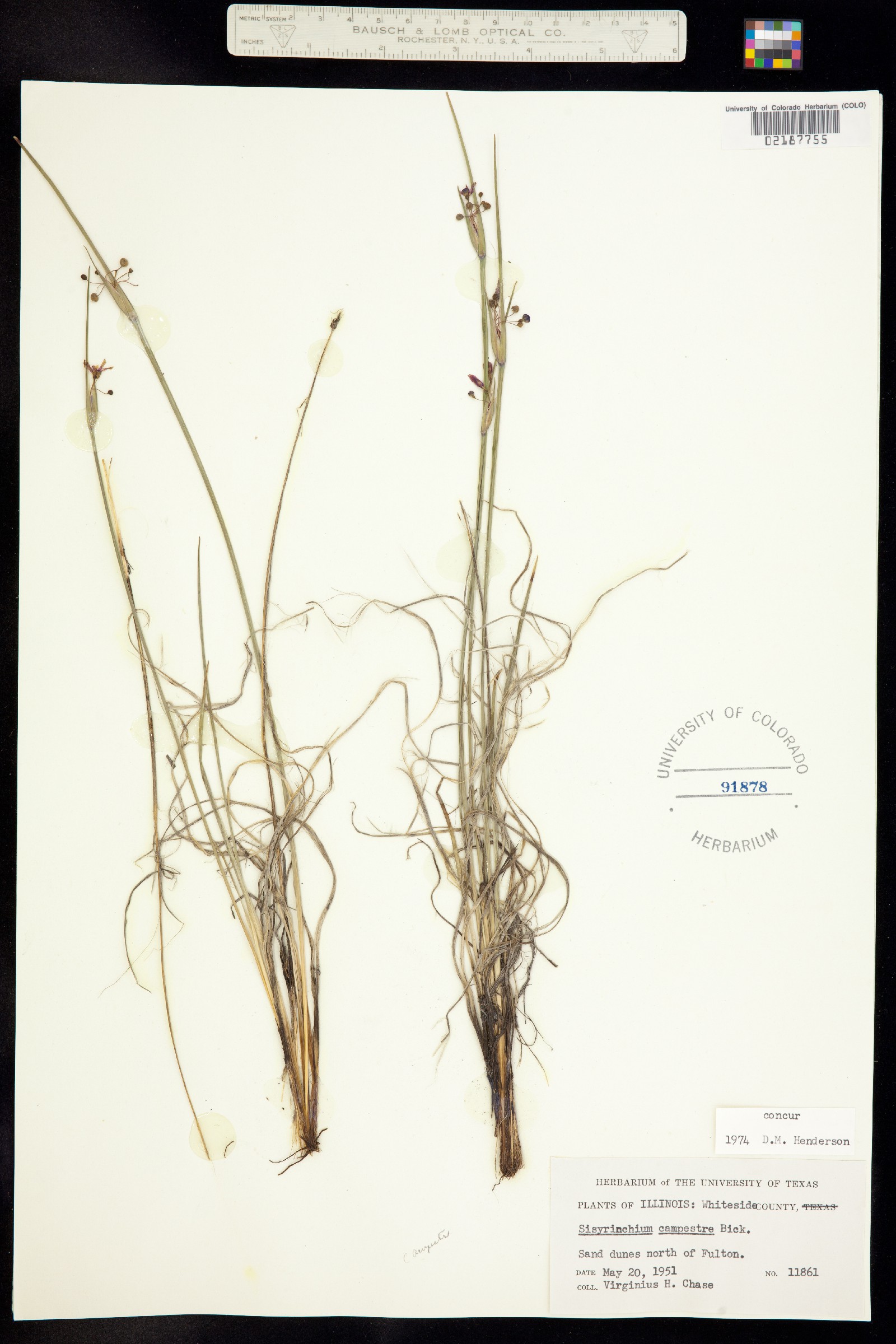 Sisyrinchium campestre image