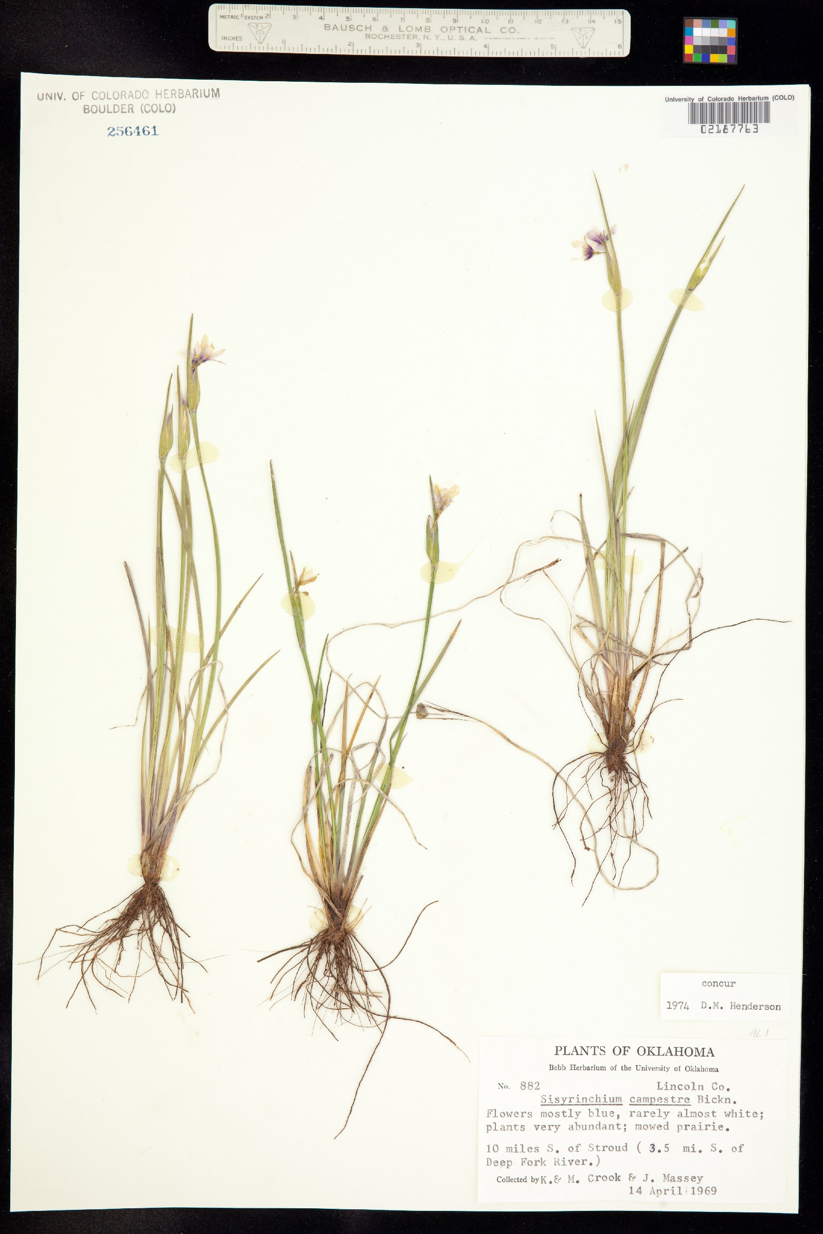 Sisyrinchium campestre image