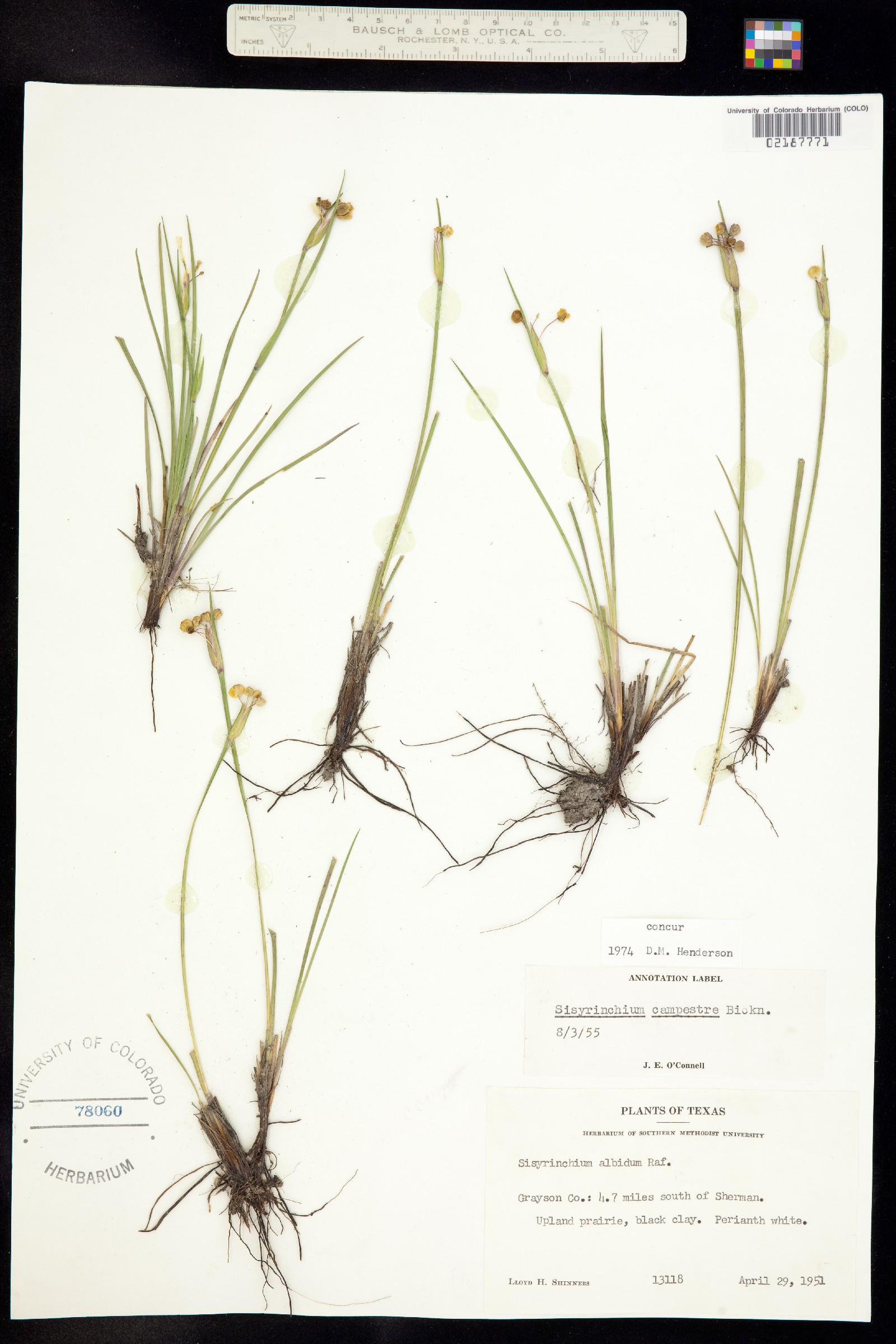 Sisyrinchium campestre image