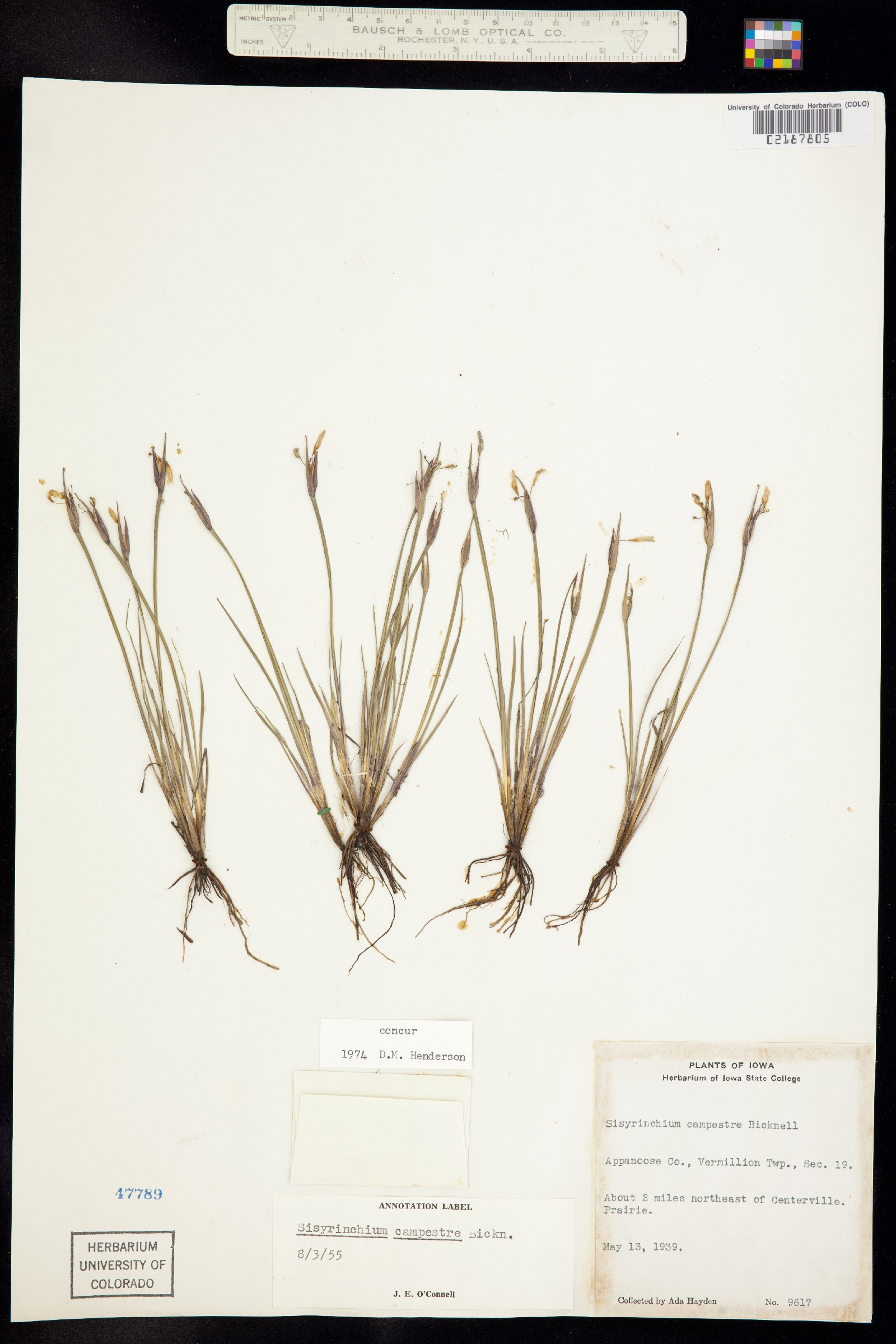 Sisyrinchium campestre image