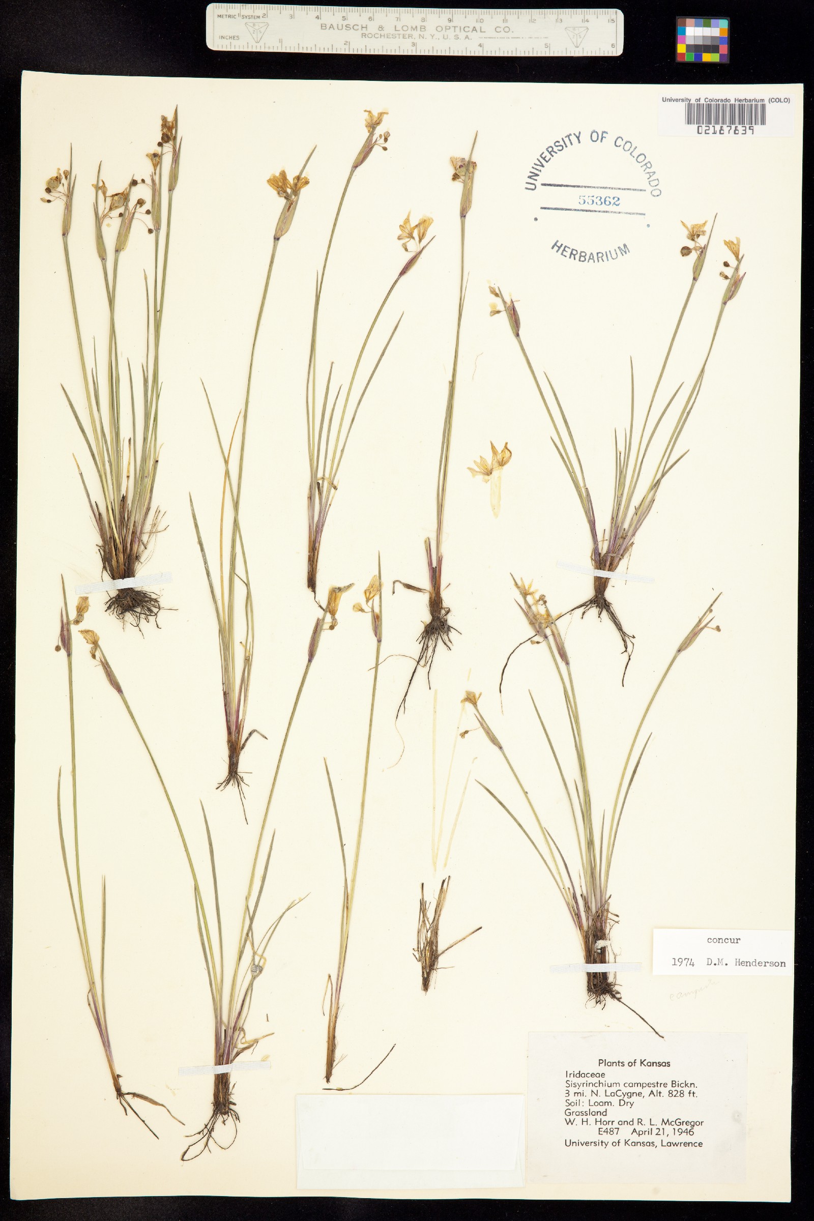 Sisyrinchium campestre image