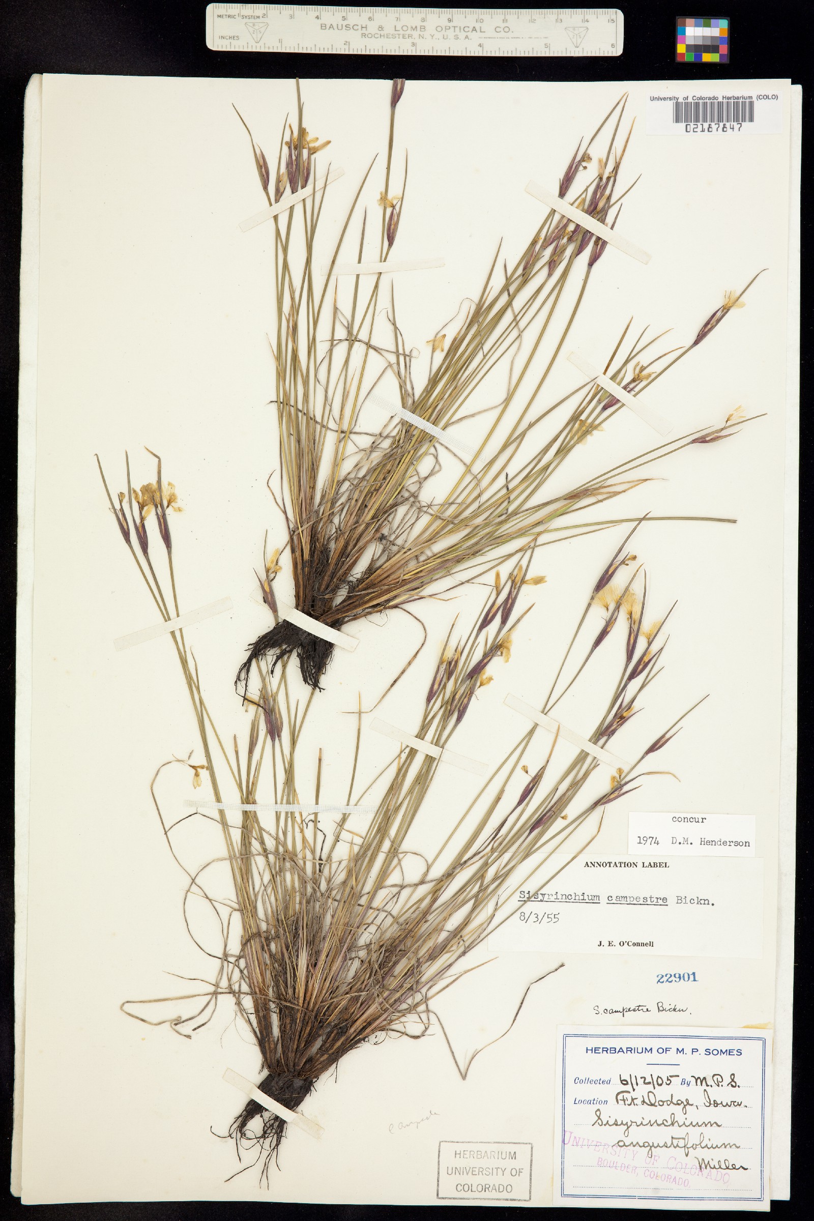 Sisyrinchium campestre image