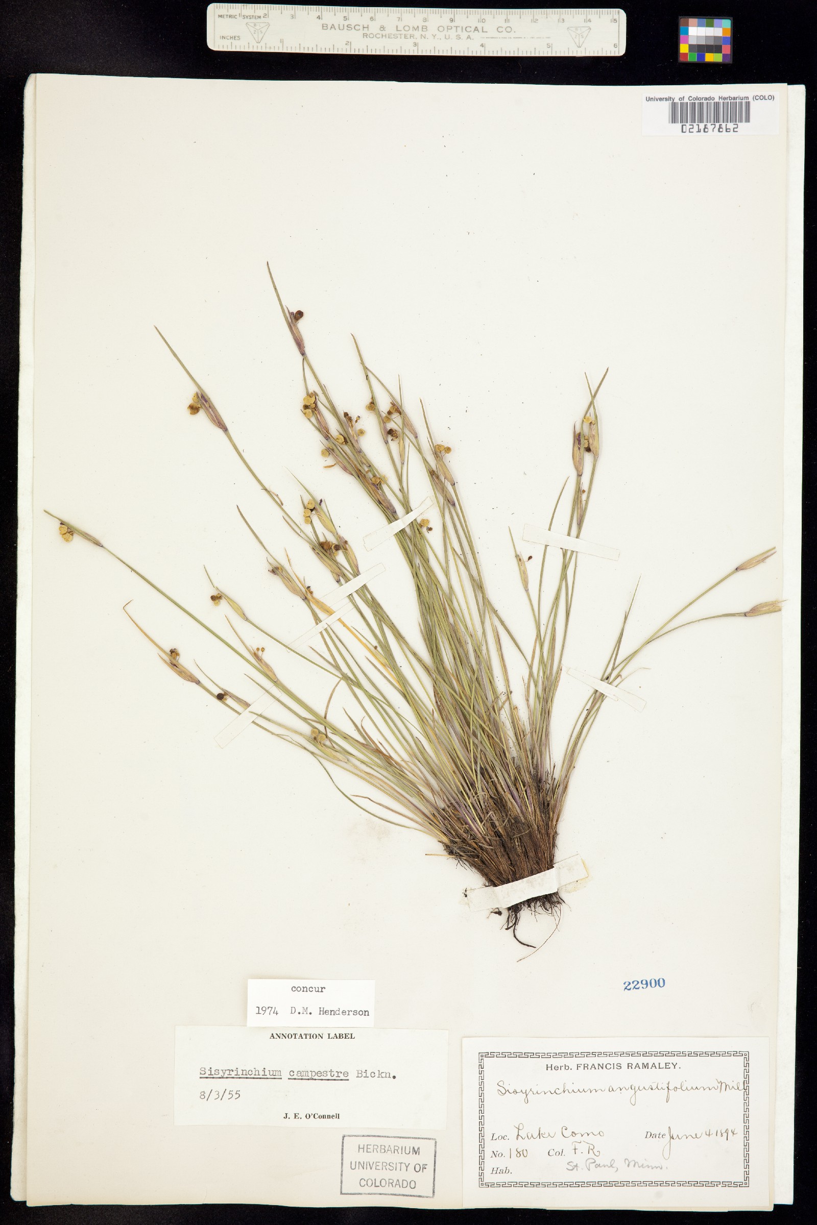 Sisyrinchium campestre image