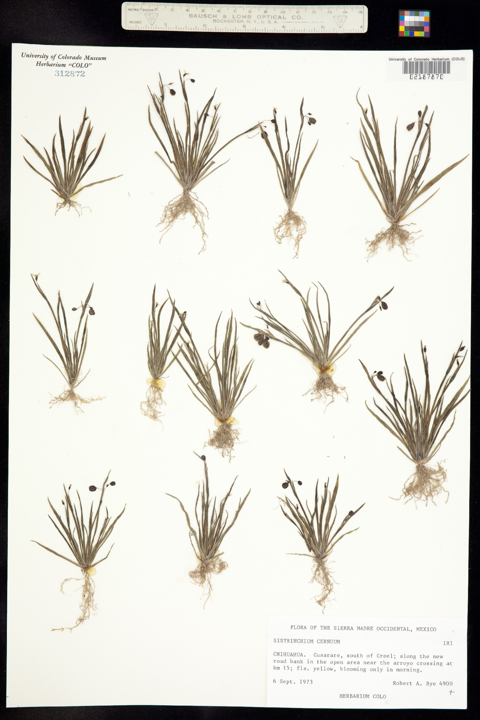 Sisyrinchium cernuum image