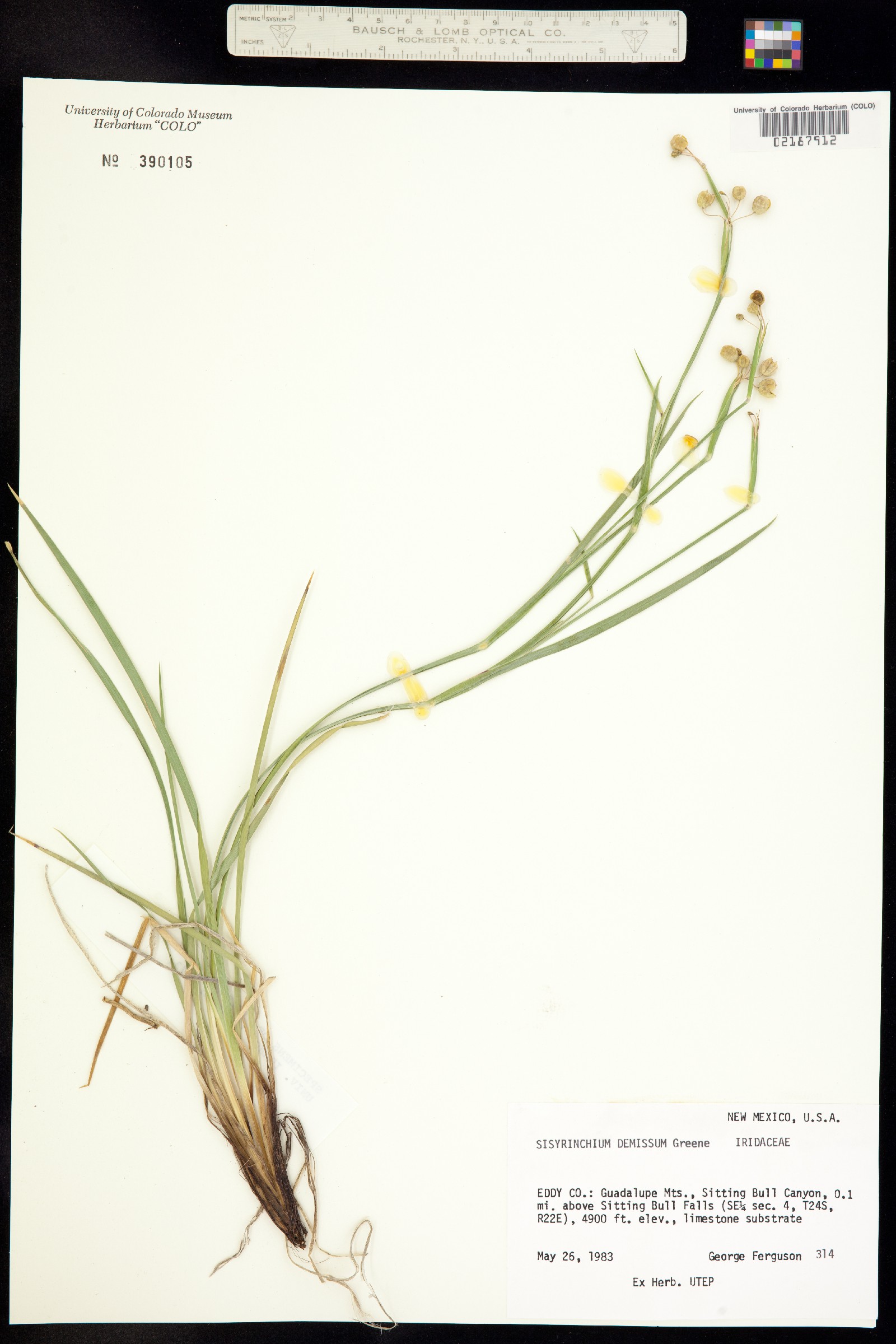 Sisyrinchium demissum image