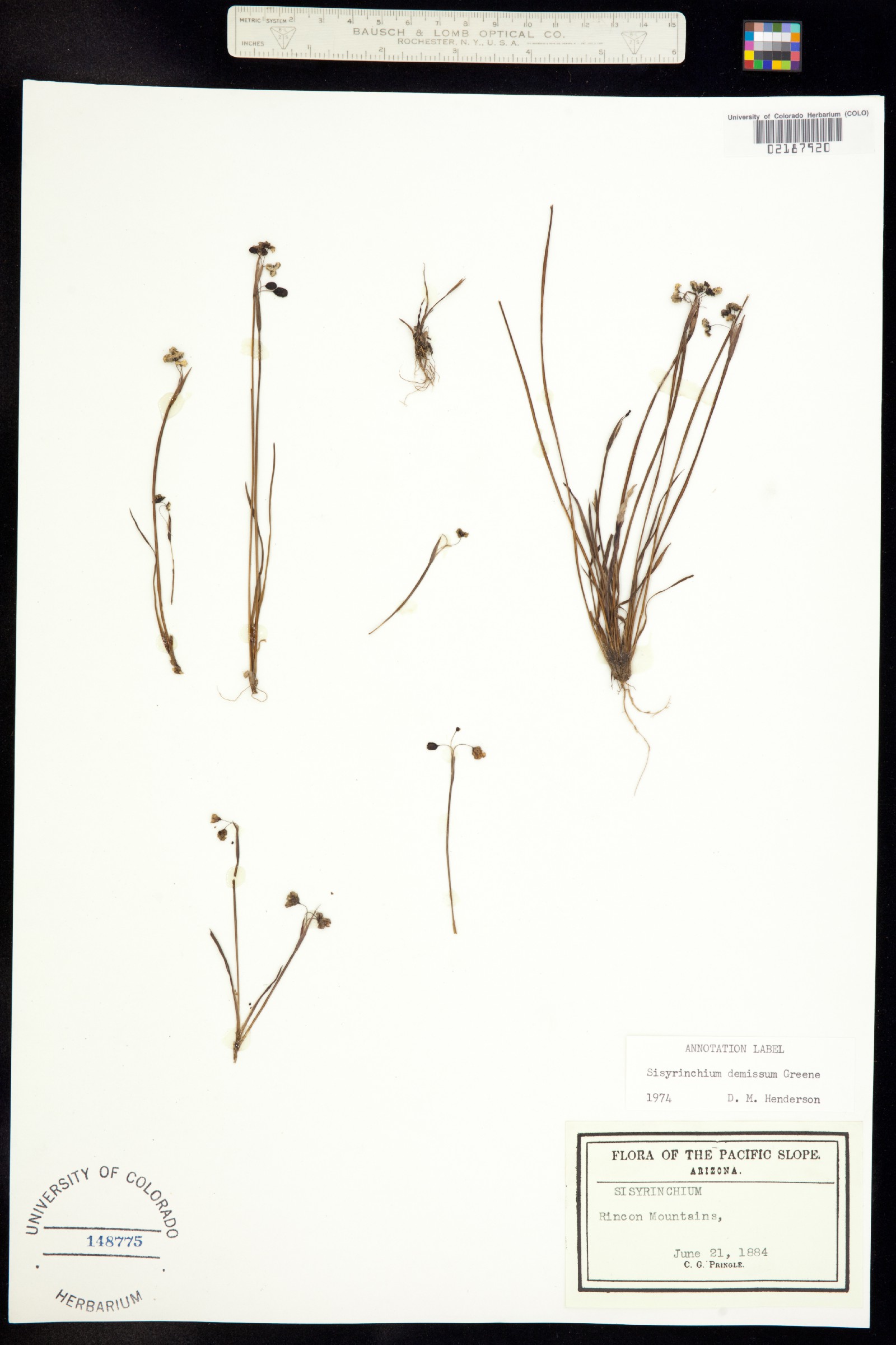 Sisyrinchium demissum image