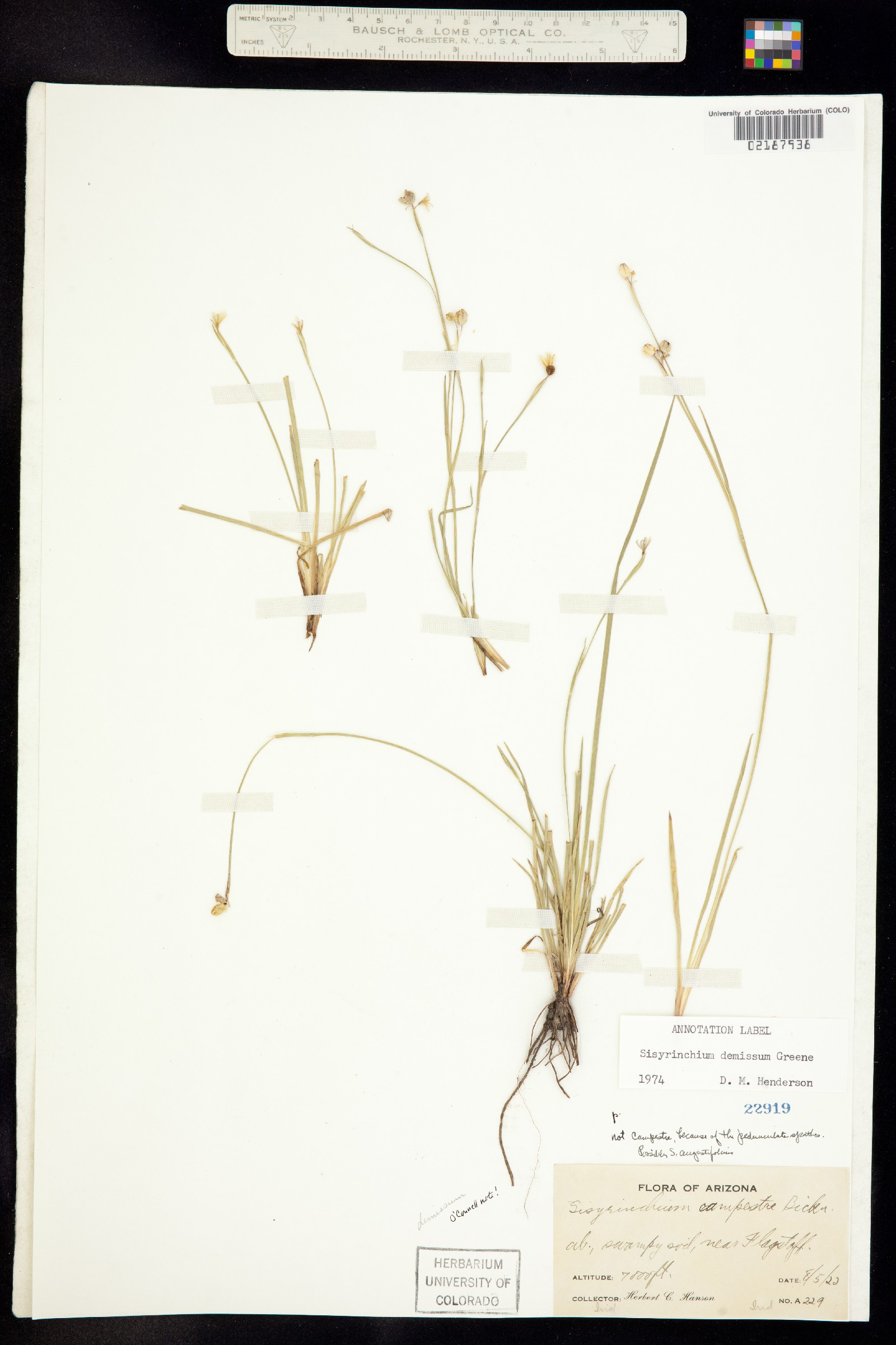 Sisyrinchium demissum image