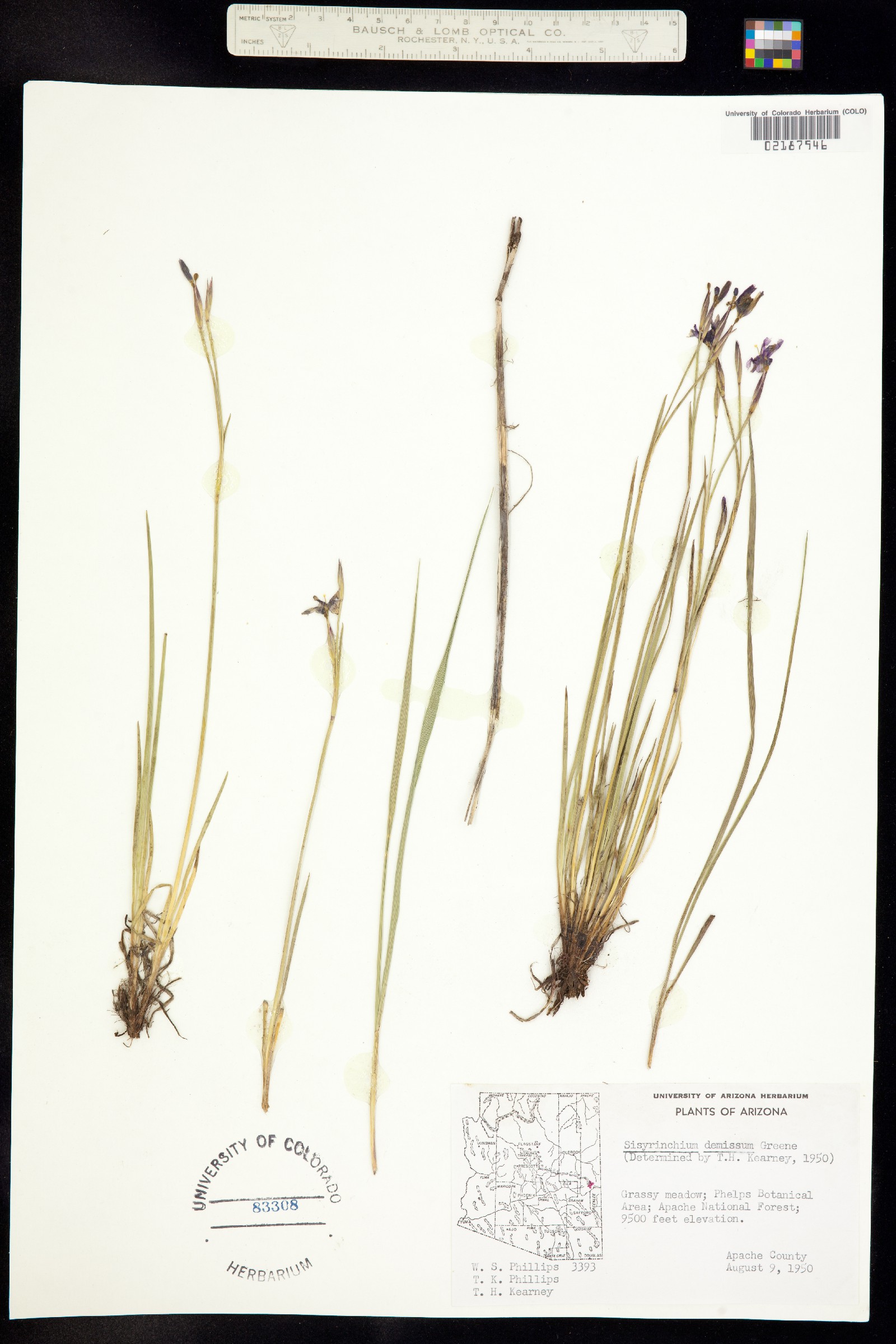 Sisyrinchium demissum image