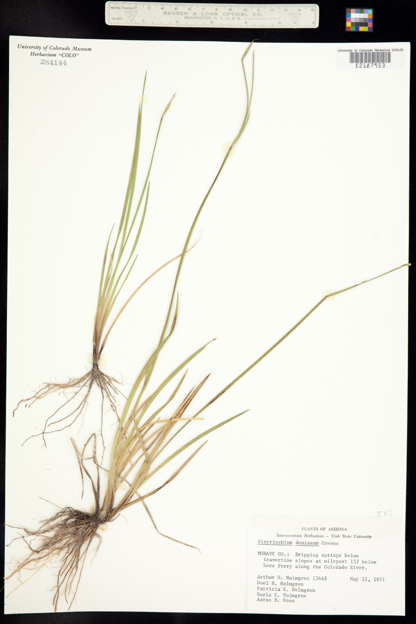 Sisyrinchium demissum image