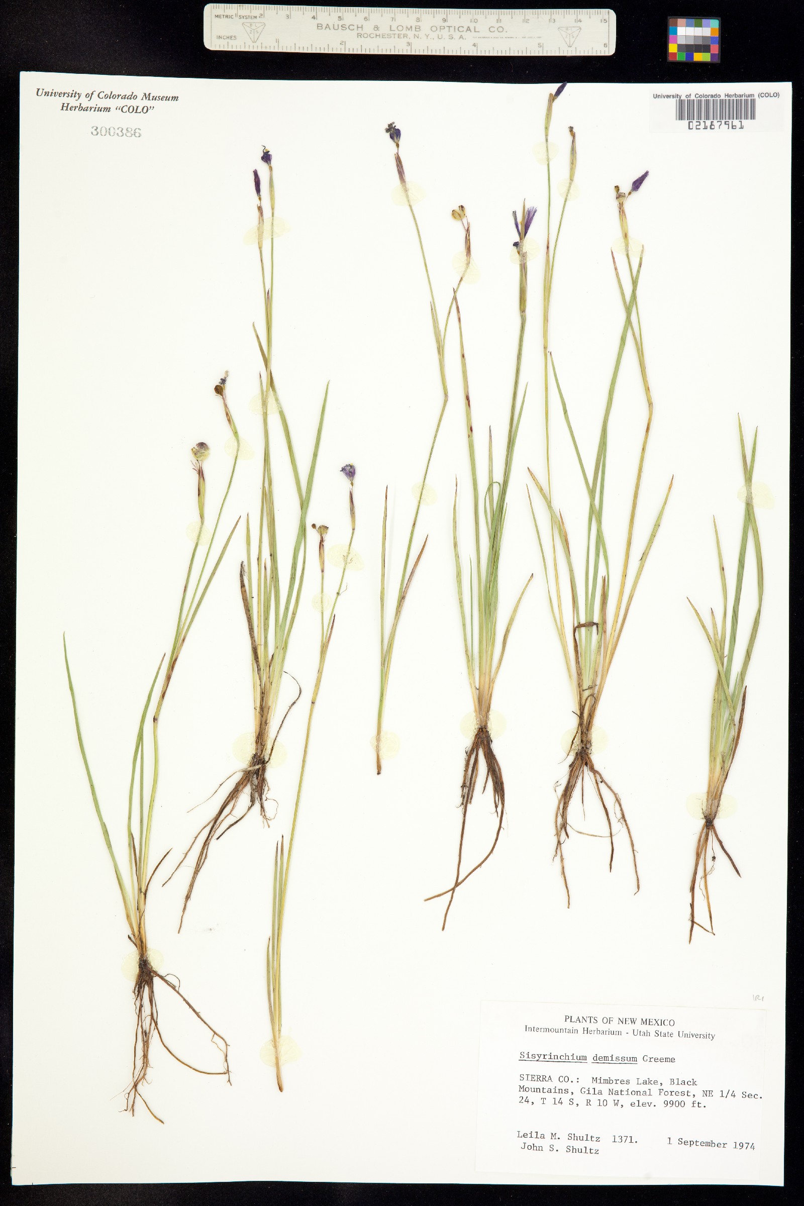 Sisyrinchium demissum image