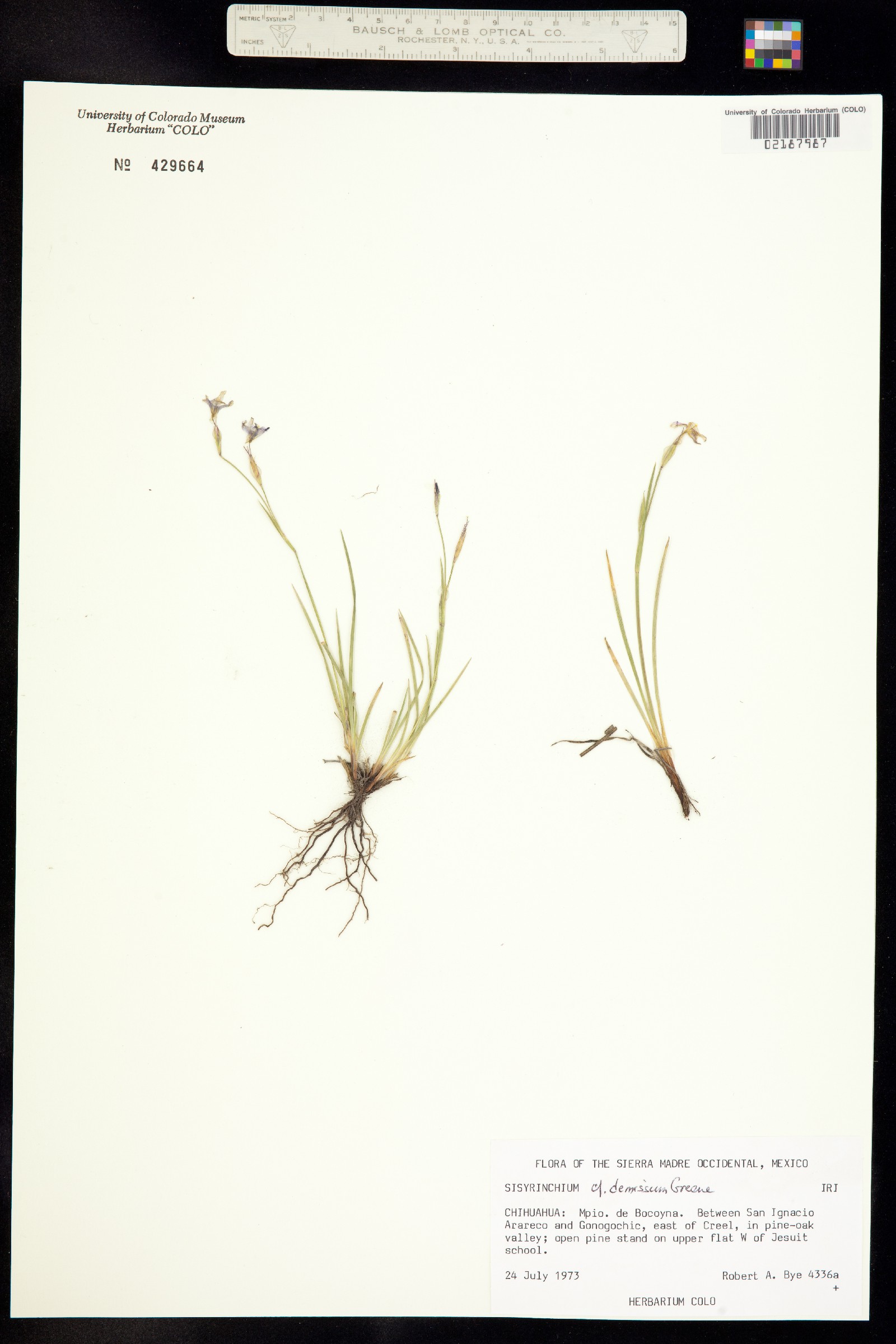 Sisyrinchium demissum image