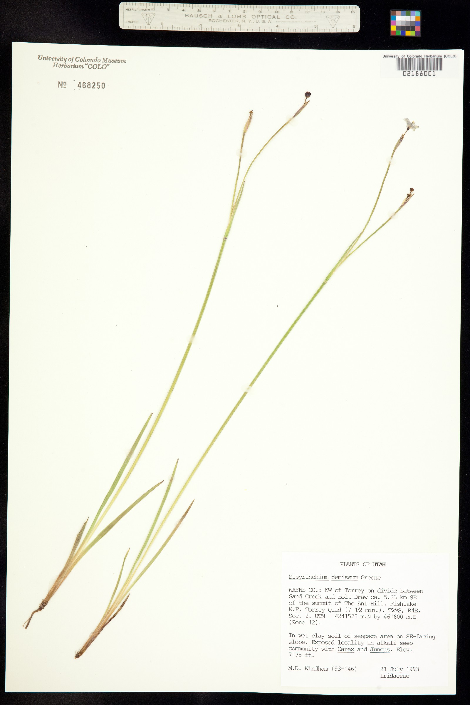 Sisyrinchium demissum image