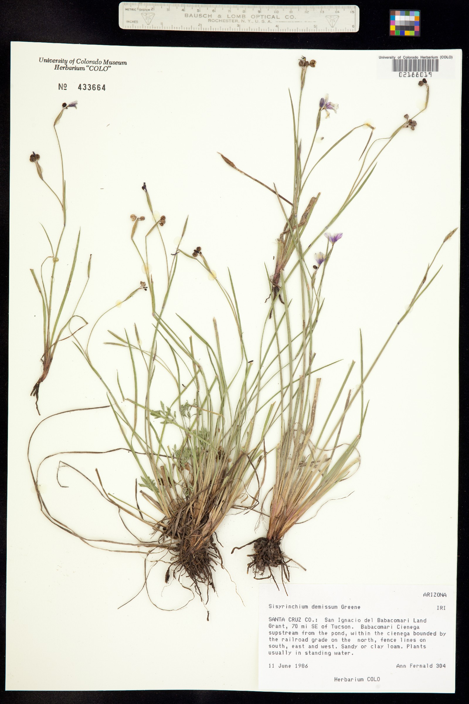 Sisyrinchium demissum image