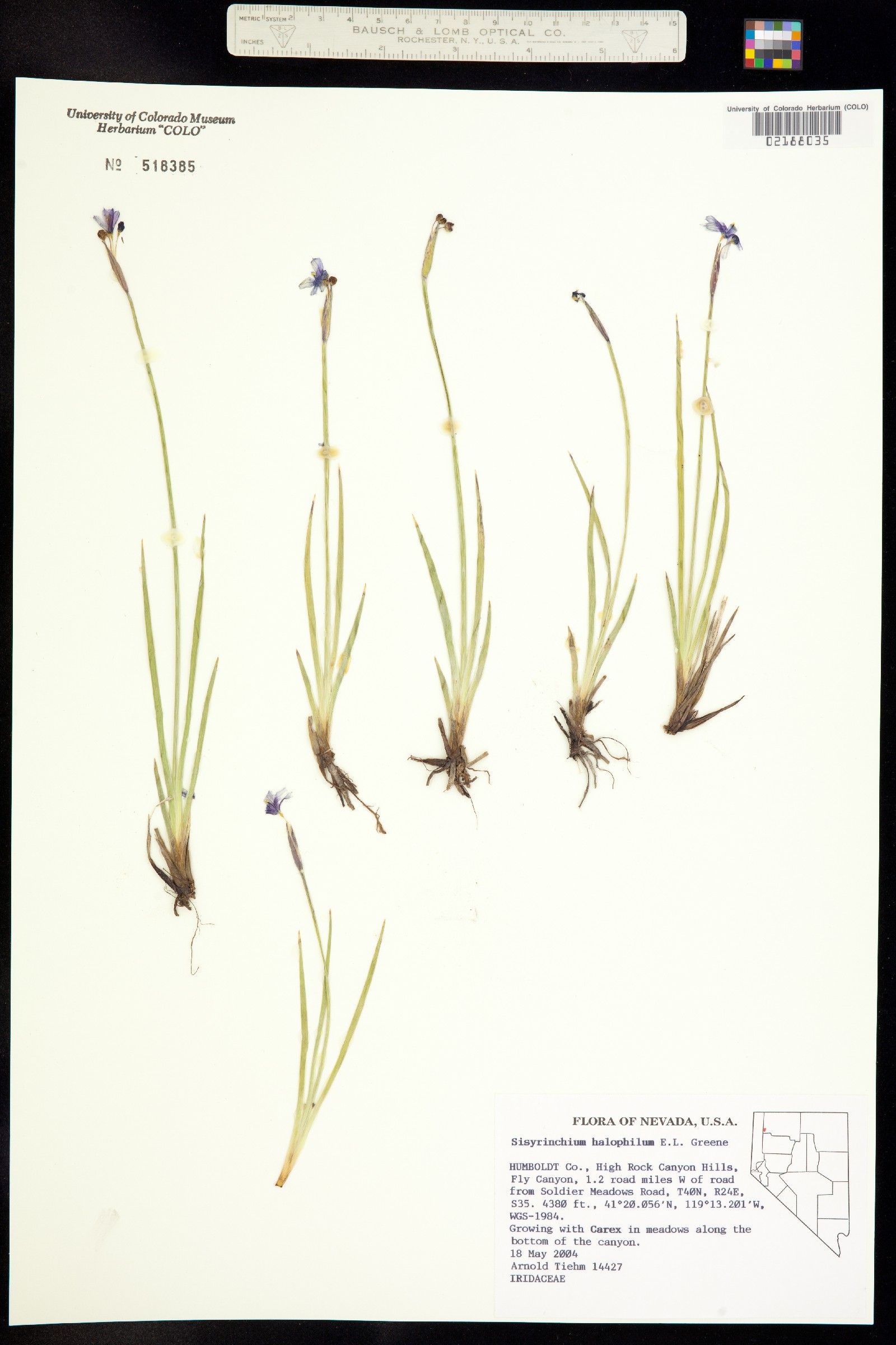 Sisyrinchium halophilum image