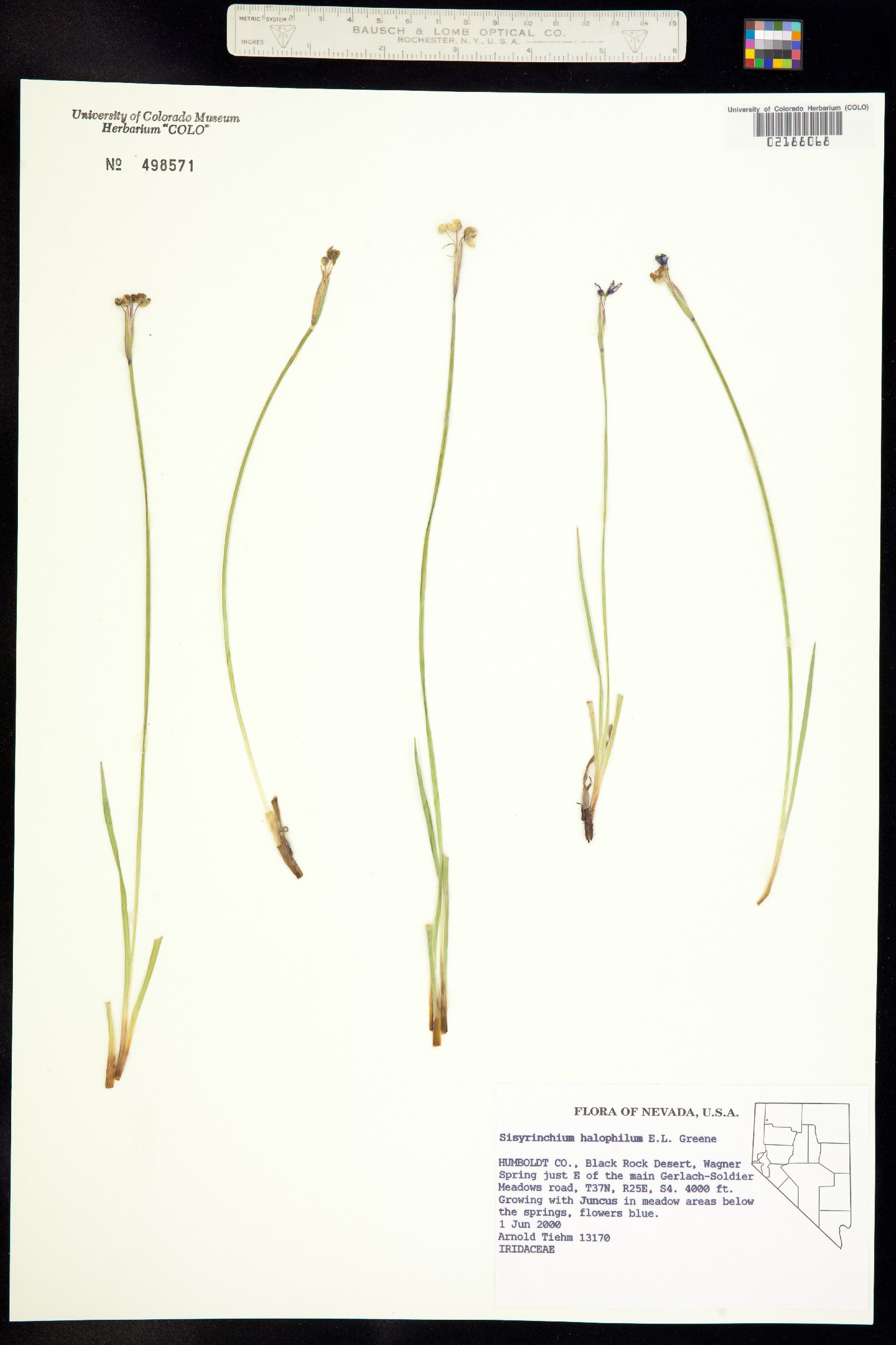 Sisyrinchium halophilum image