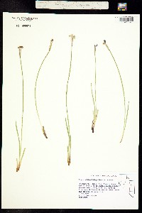 Sisyrinchium halophilum image