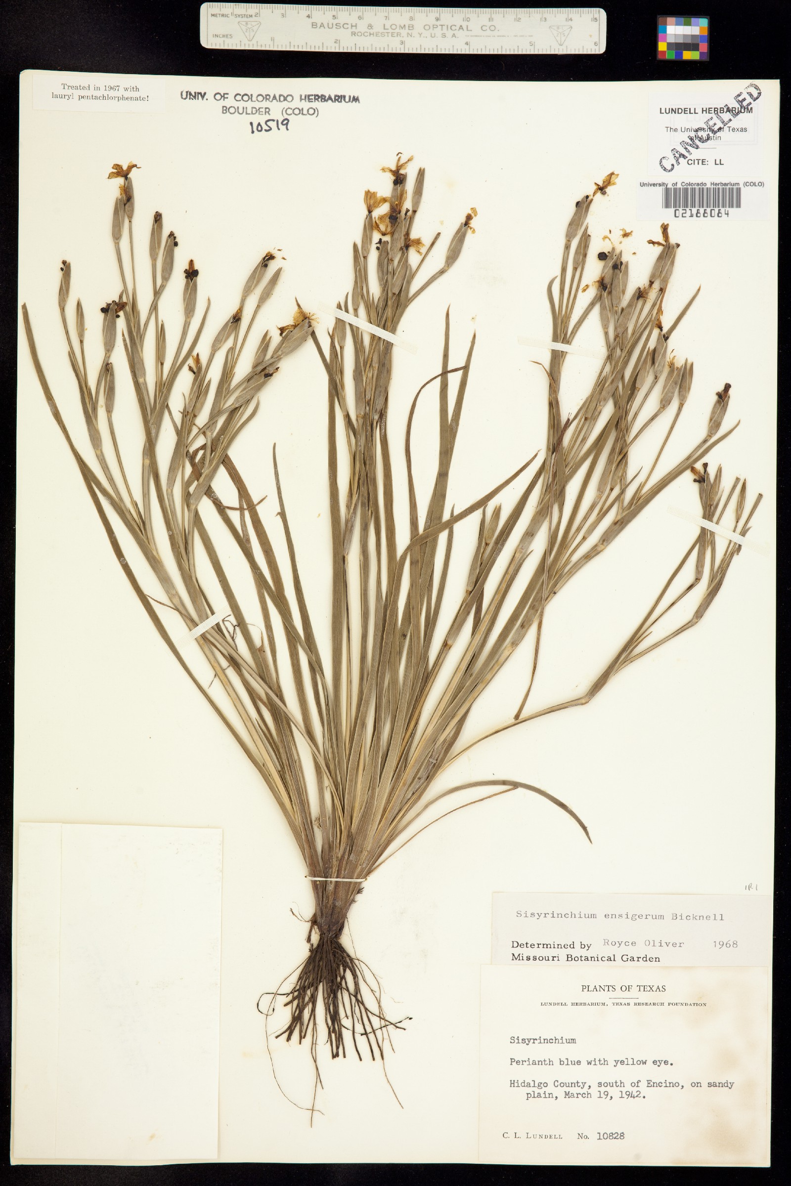 Sisyrinchium ensigerum image