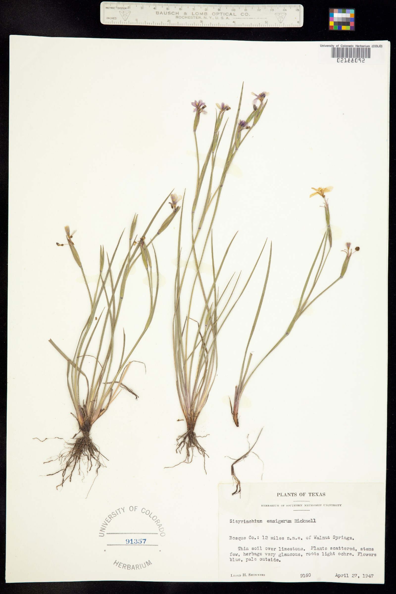 Sisyrinchium ensigerum image