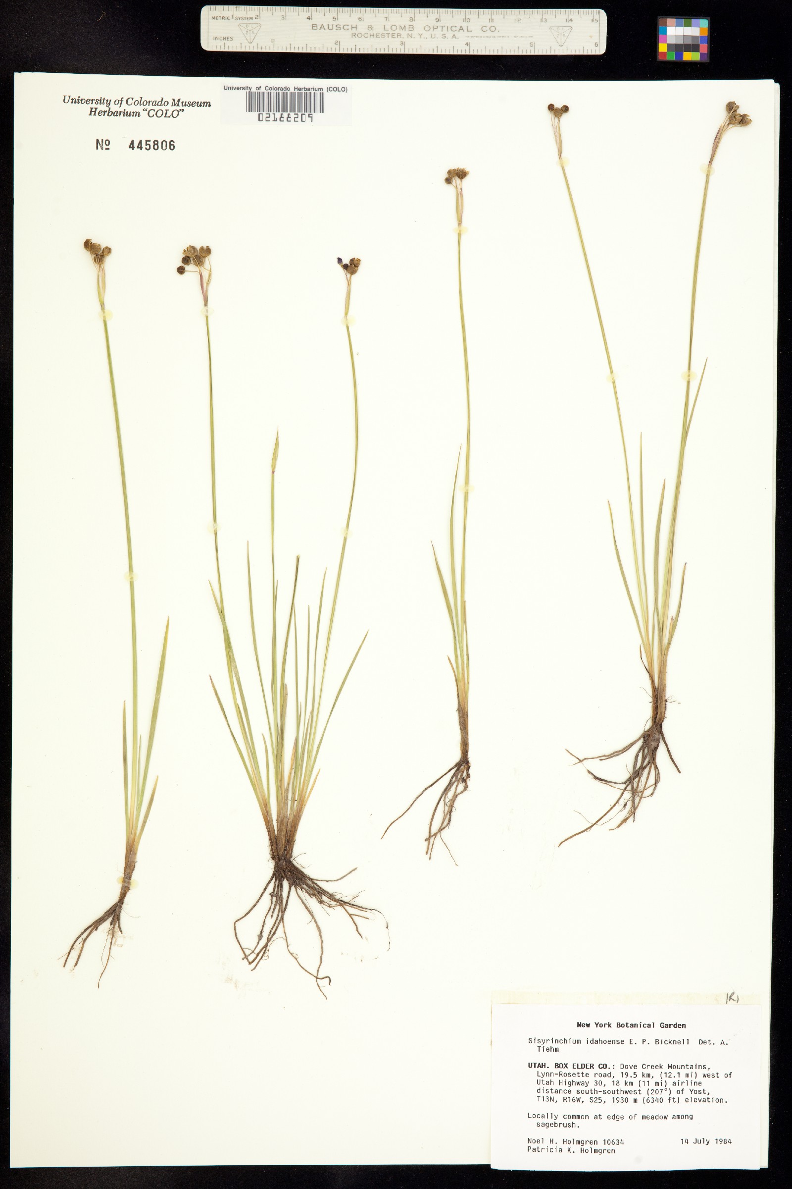 Sisyrinchium image