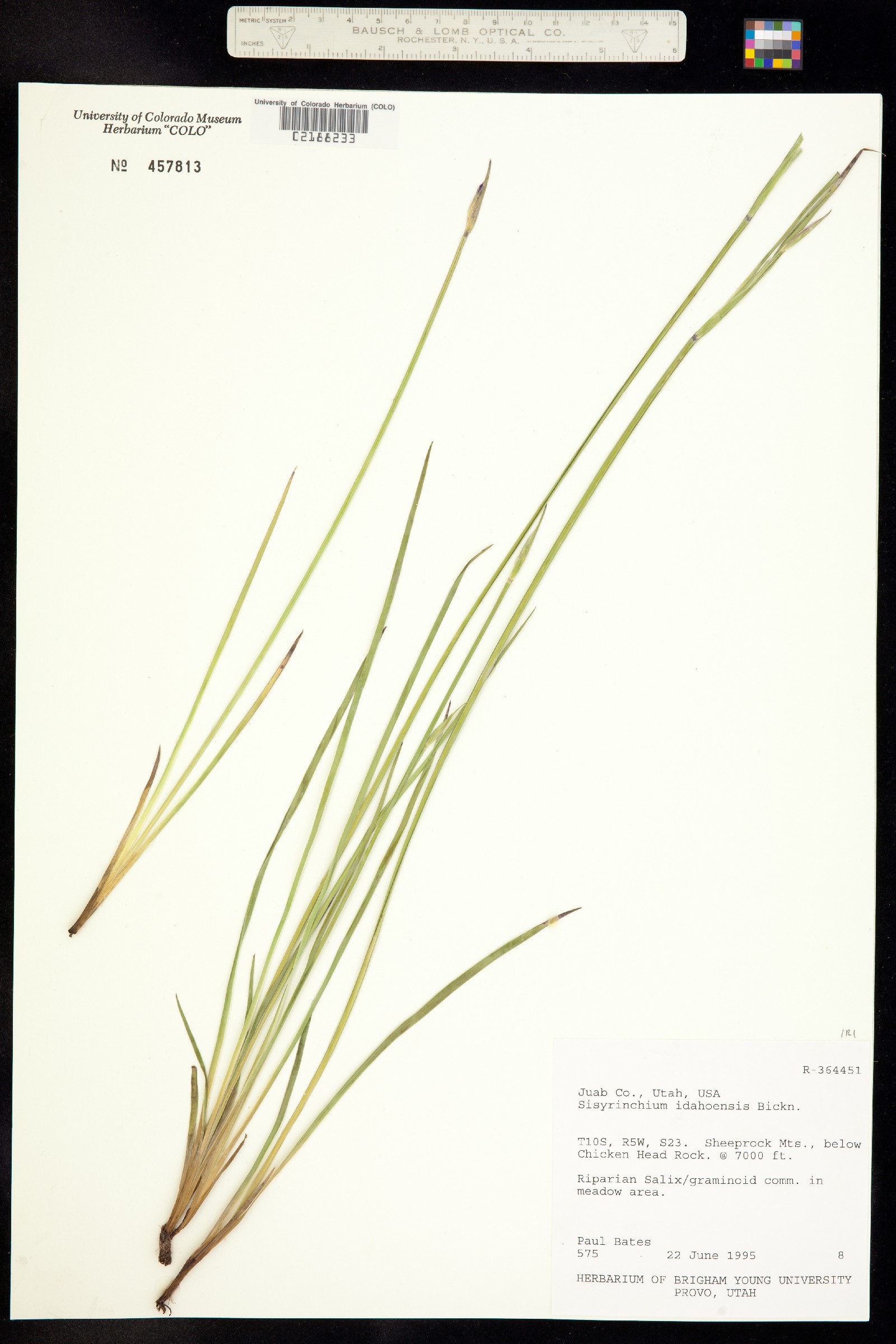 Sisyrinchium idahoense image