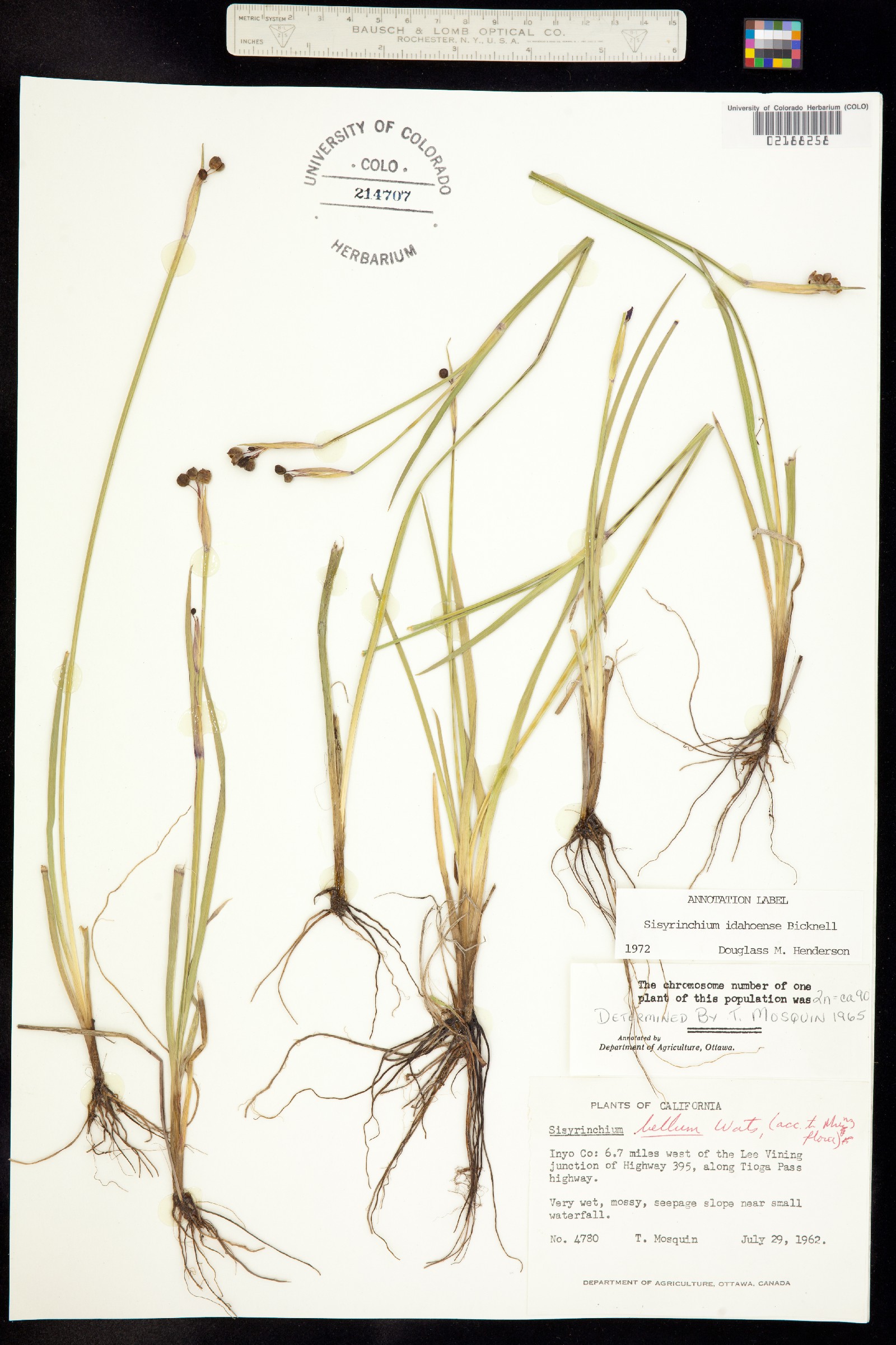 Sisyrinchium idahoense image
