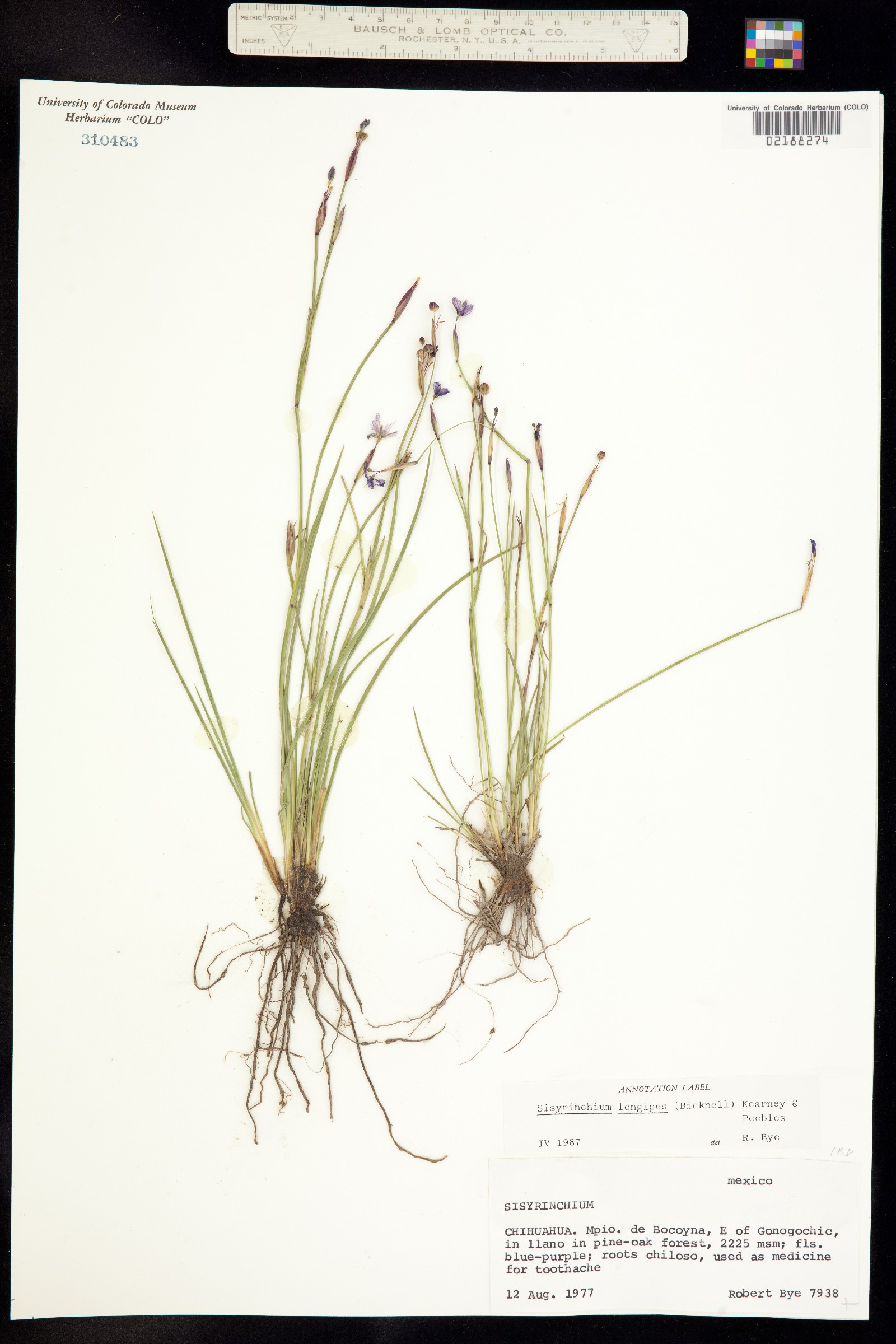 Sisyrinchium longipes image