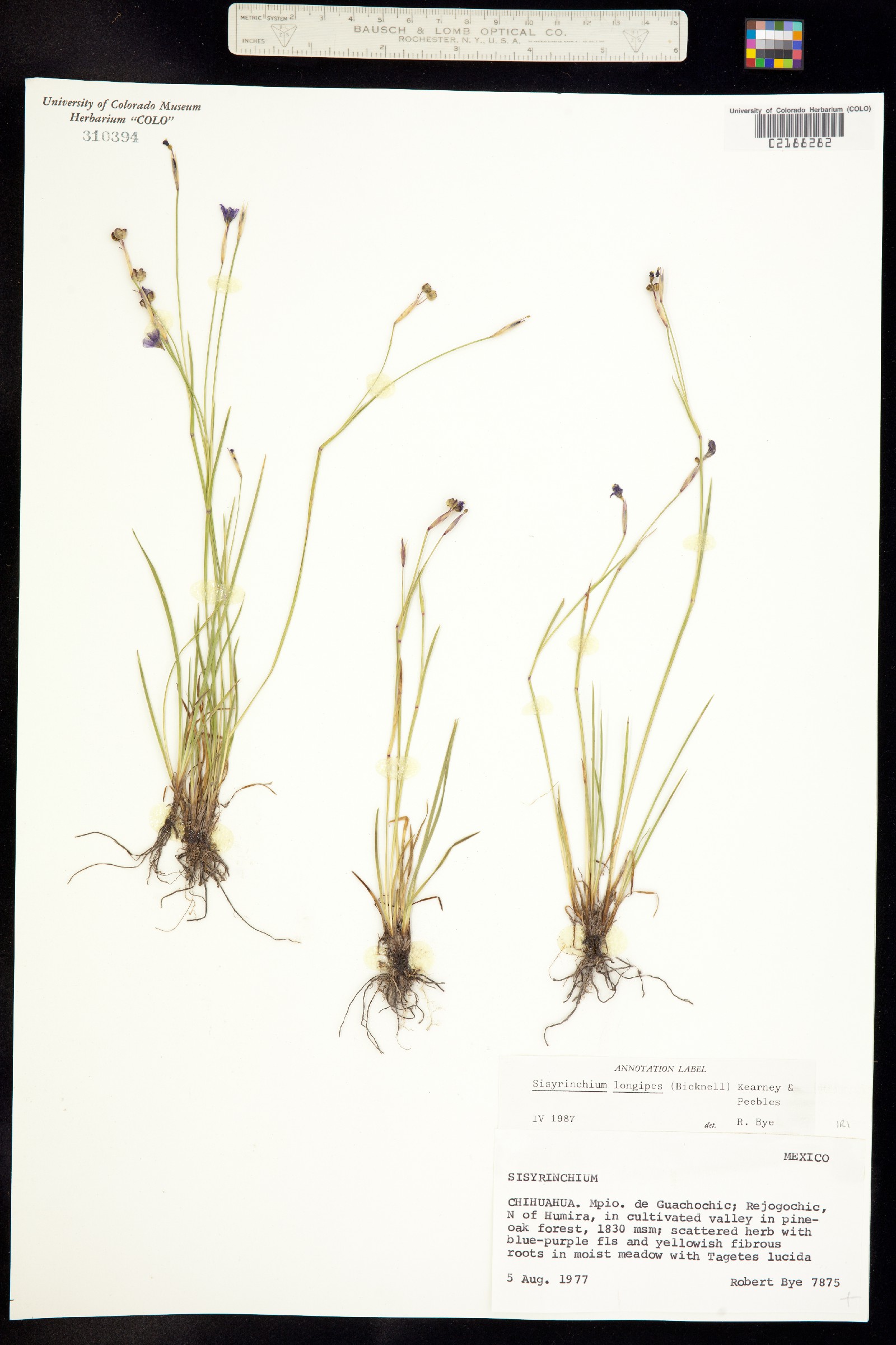 Sisyrinchium longipes image